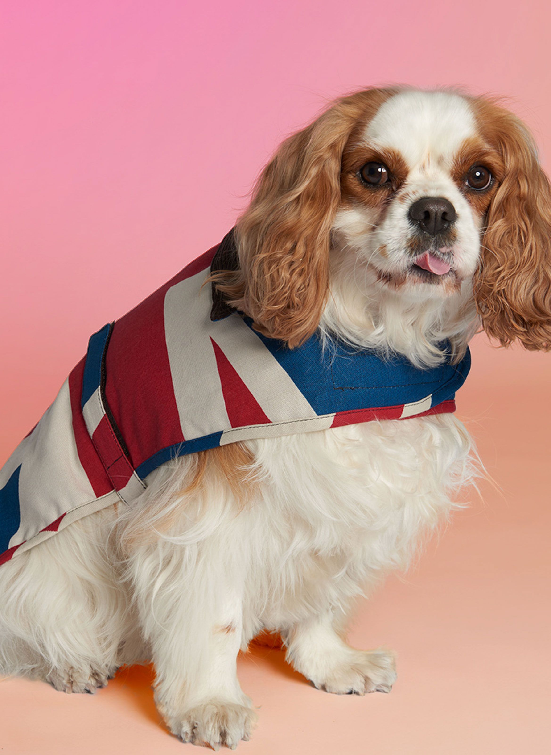 barbour union jack dog jacket