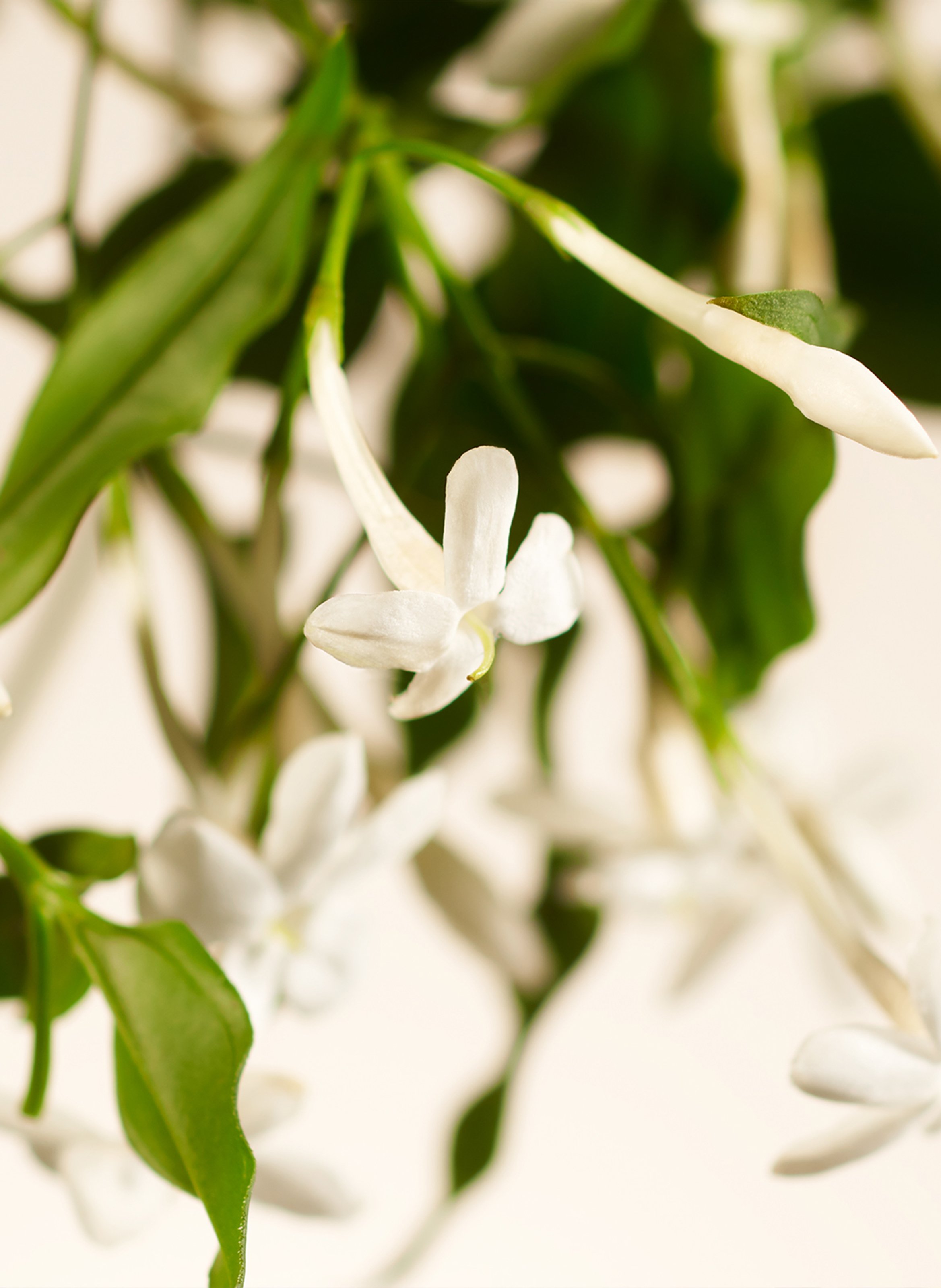 Sweet Jasmine - Bougie parfumée XL RITUALS No color