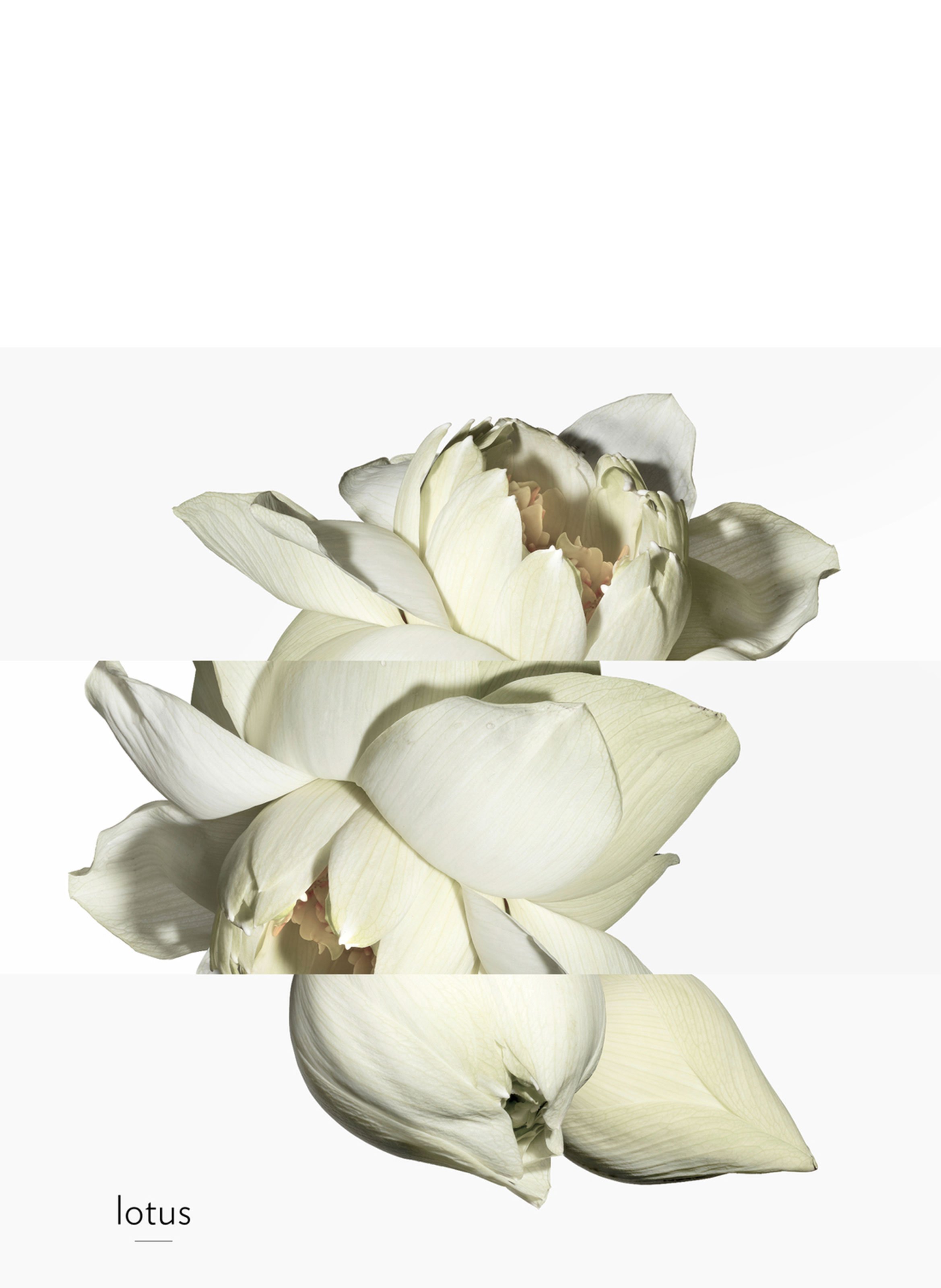 Un Jardin sur le Nil Eau de toilette HERMÈS No color