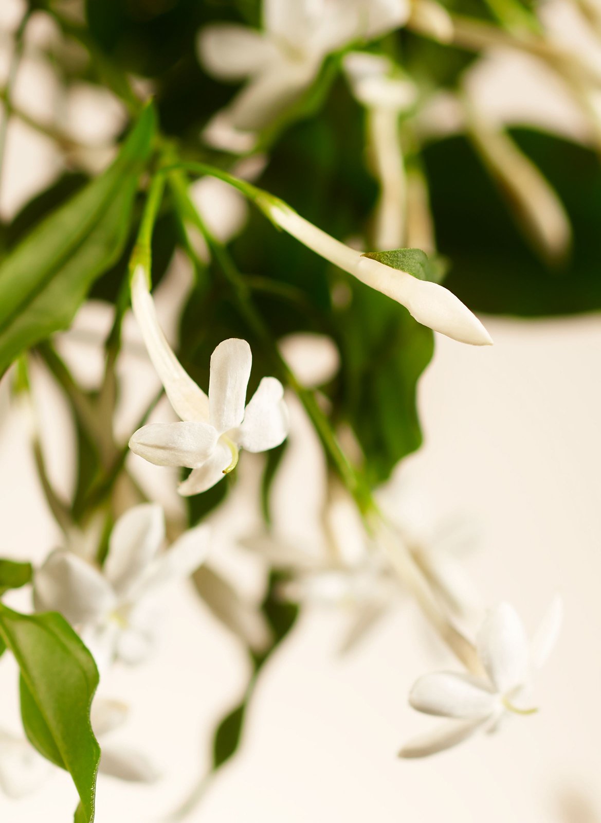 Sweet Jasmine - Baume Mains RITUALS No color
