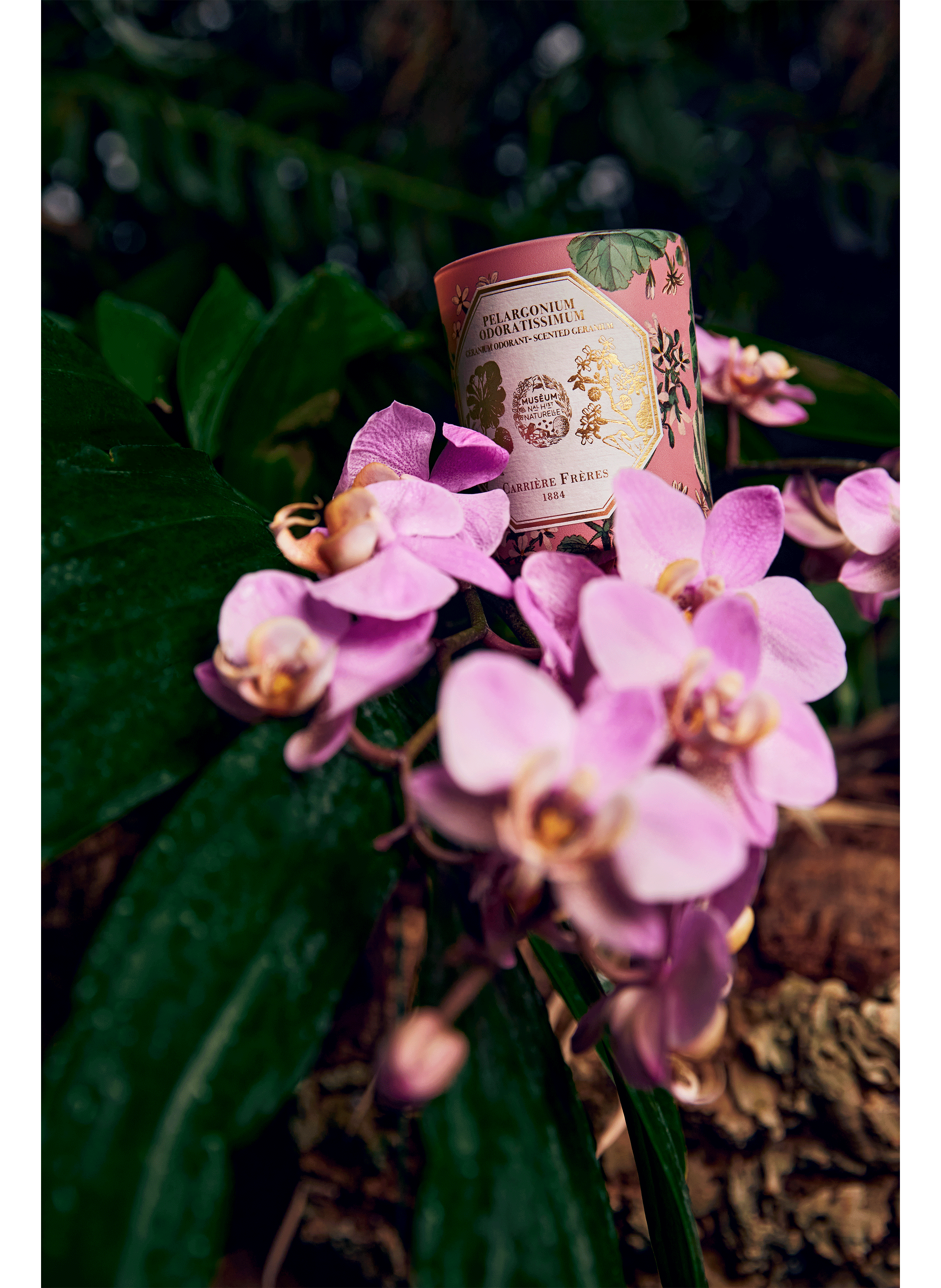 Pelargonium Odoratissimum scented candle - Geranium CARRIERE FRERES No color