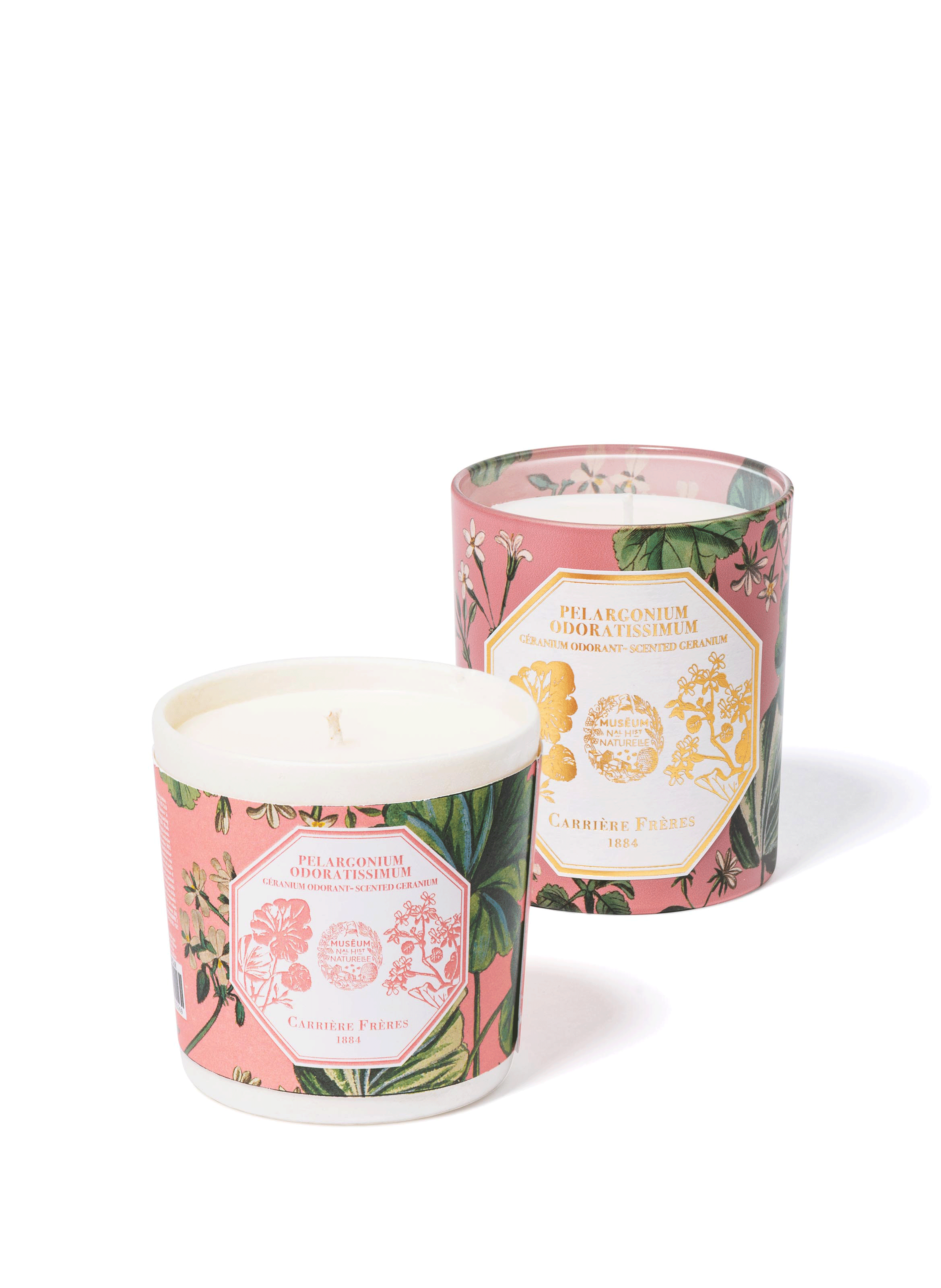 Recharge bougie Pelargonium Odoratissimum - Géranium
