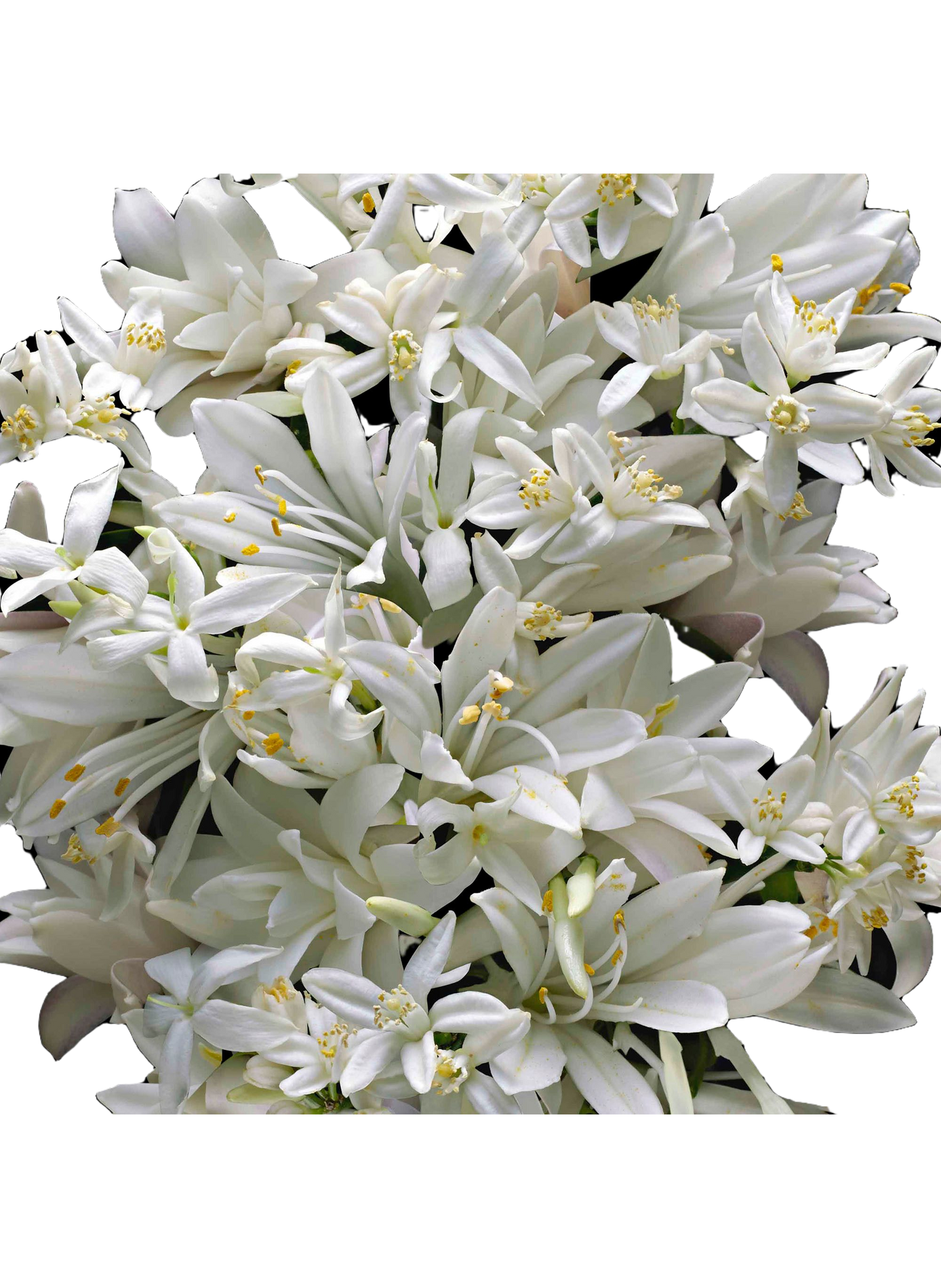 Braves Mädchen wird böse - Nachfüllbares Eau de Parfum No color
