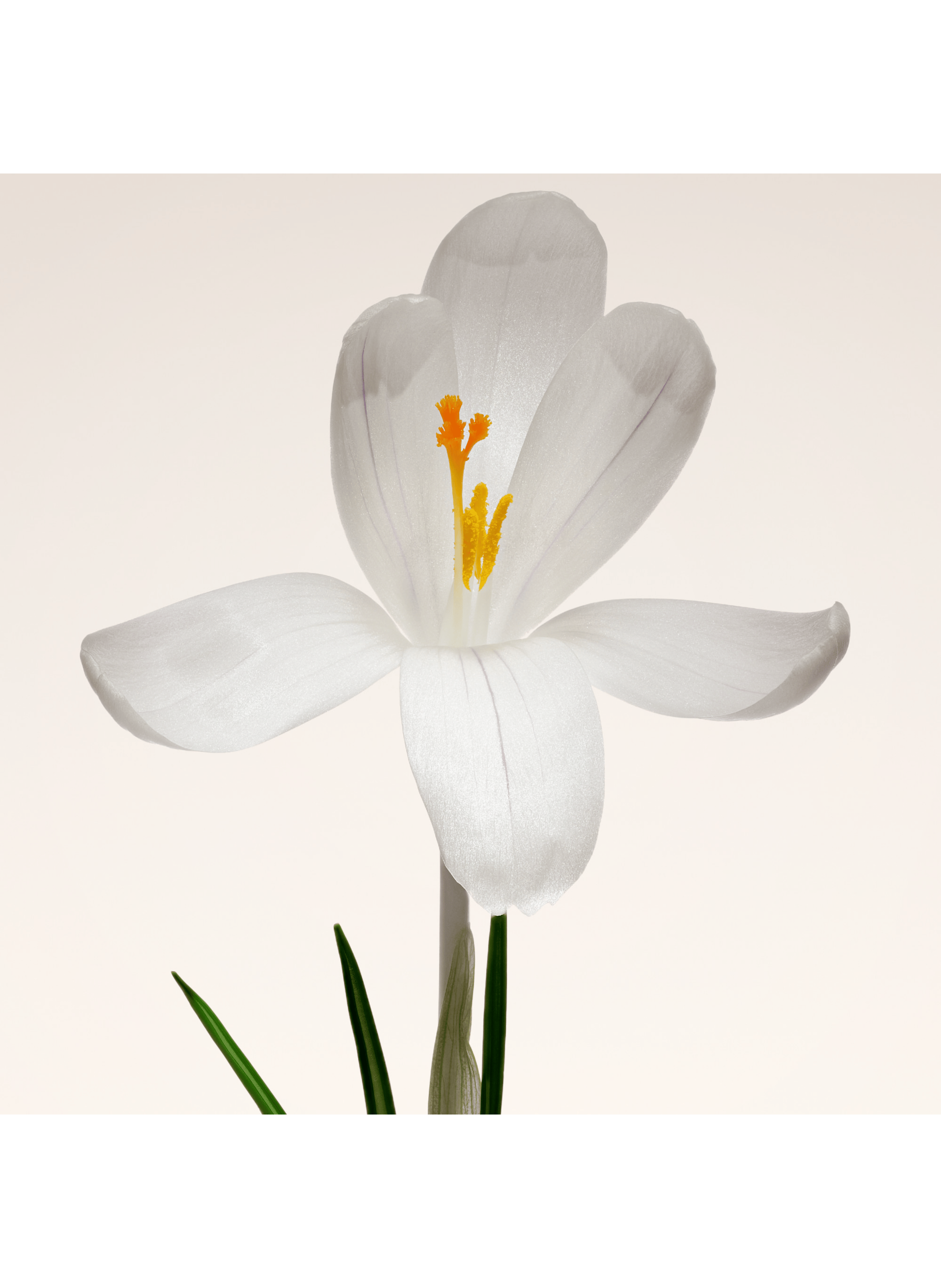 Armani Privé Oud Nacré - Eau de Parfum ARMANI No color