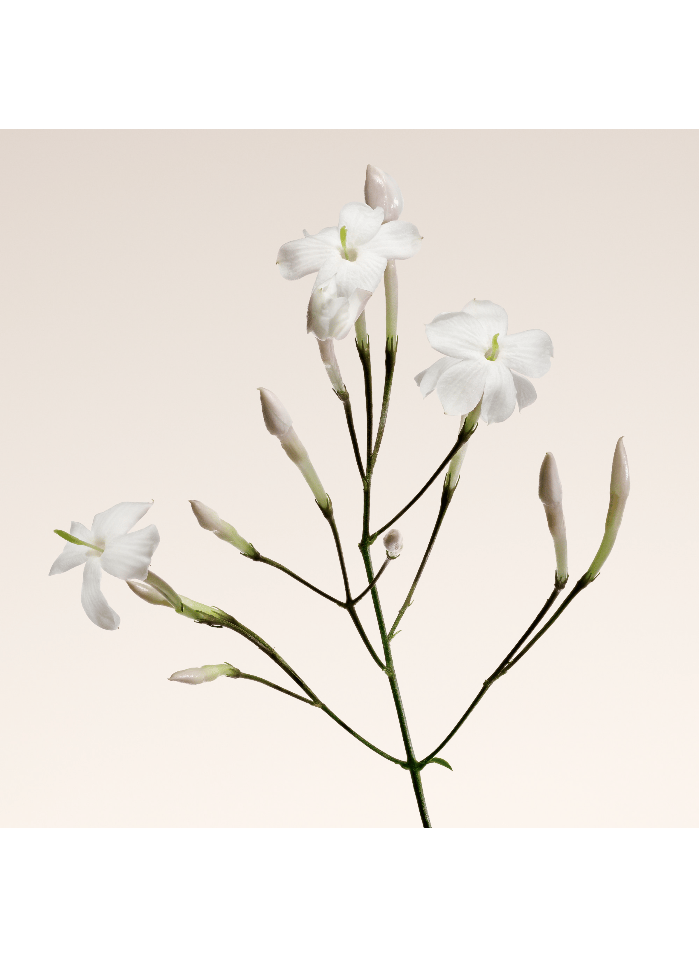 Armani Privé Oud Nacré - Eau de Parfum ARMANI No color