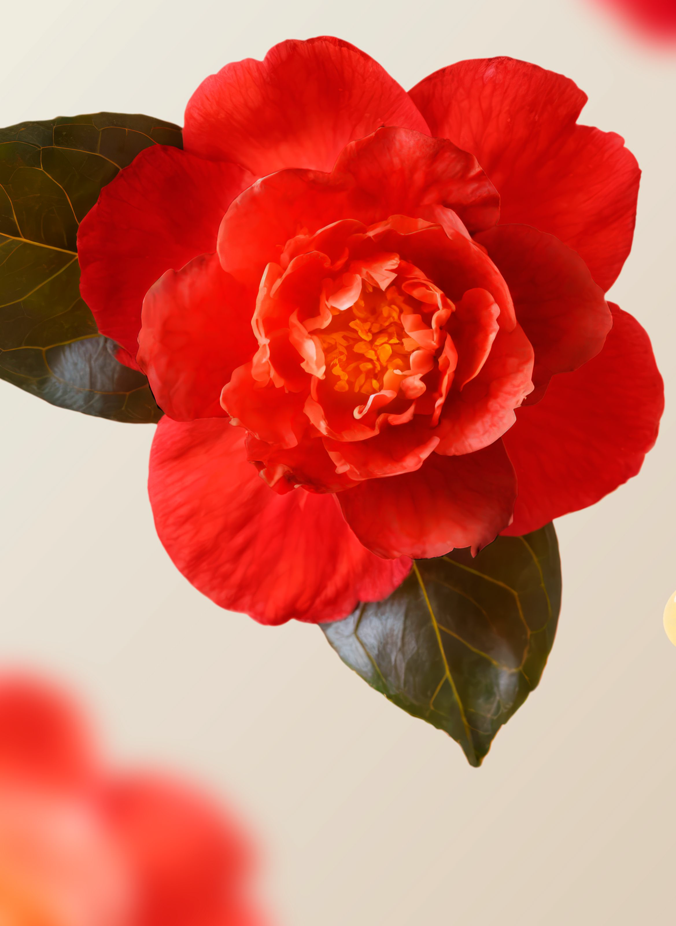 Elixir Hair Collection - Hair Oil RITUALS No color