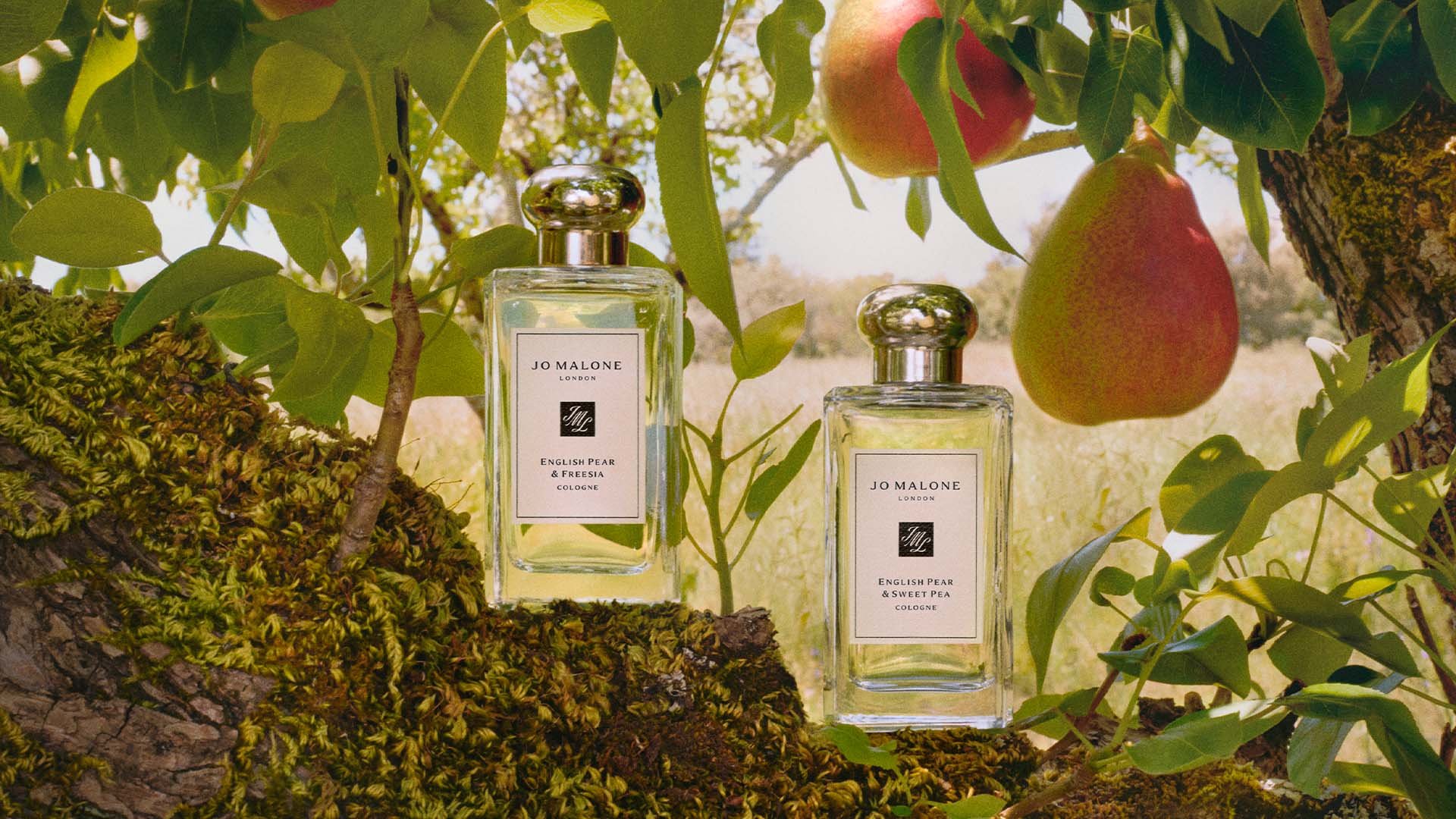 Image d'illustration