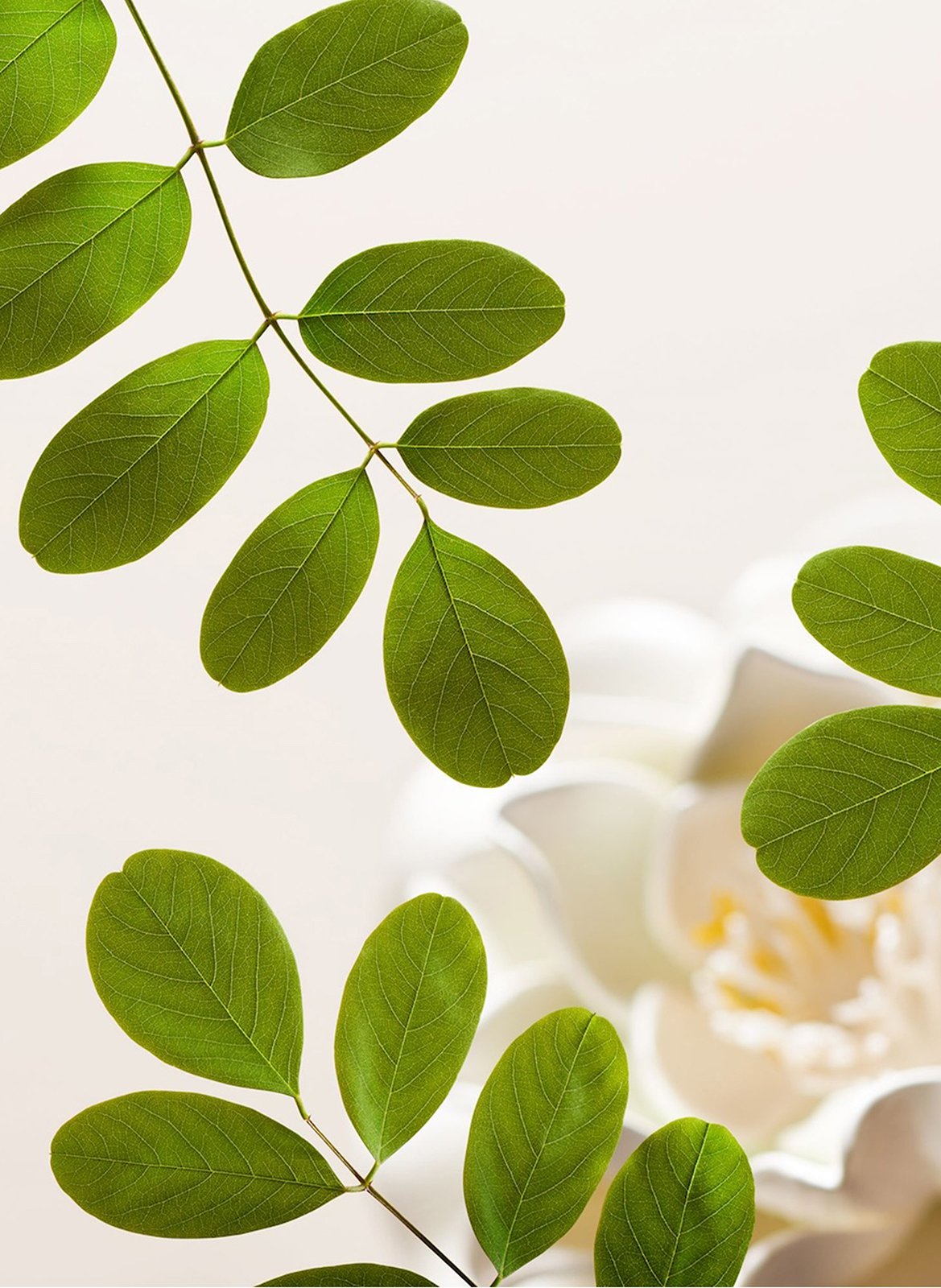 The Ritual of Namaste - Face Cleansing Mousse RITUALS No color