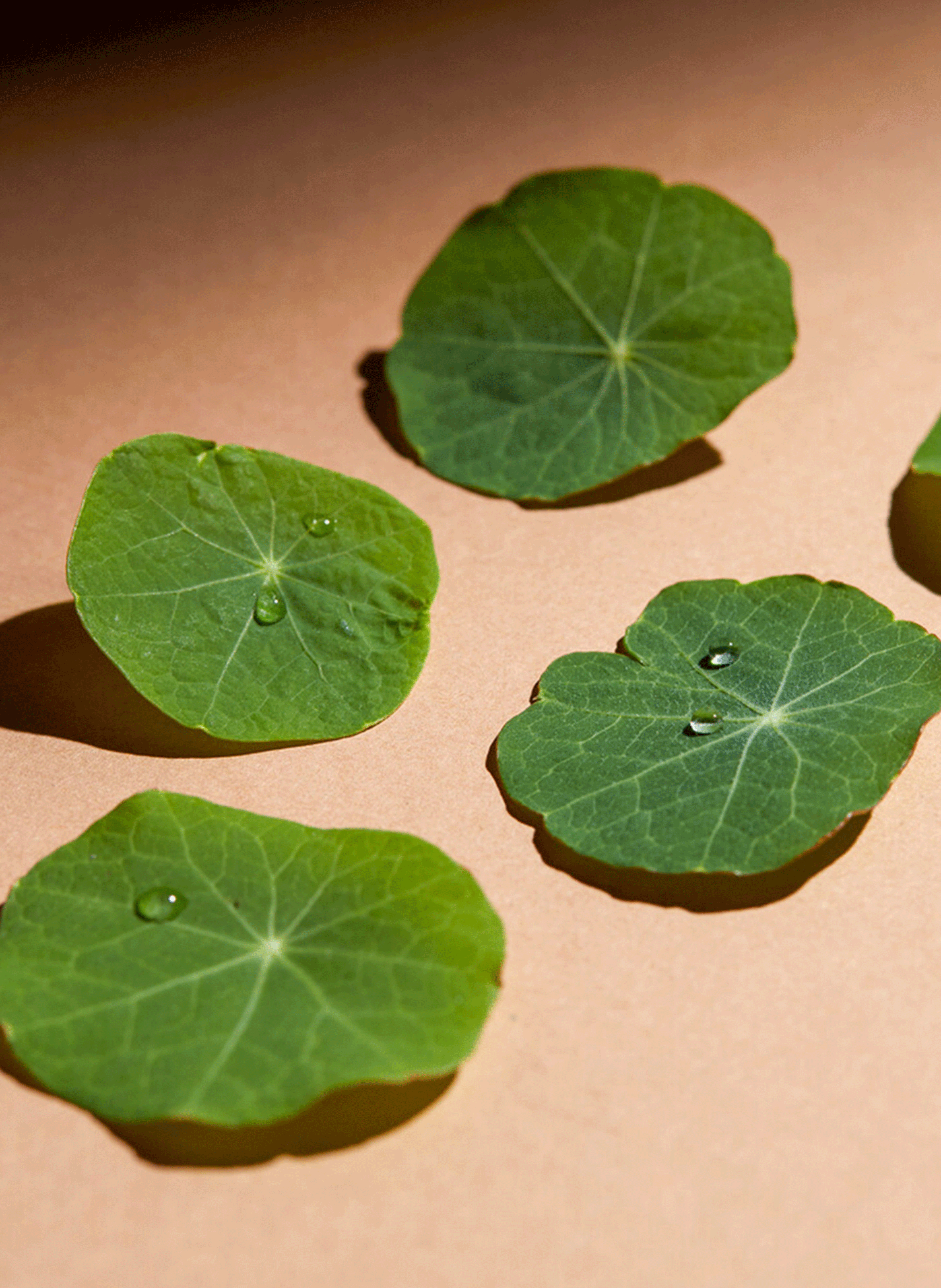 CC Eye Cream with Centella Asiatica ERBORIAN Doré