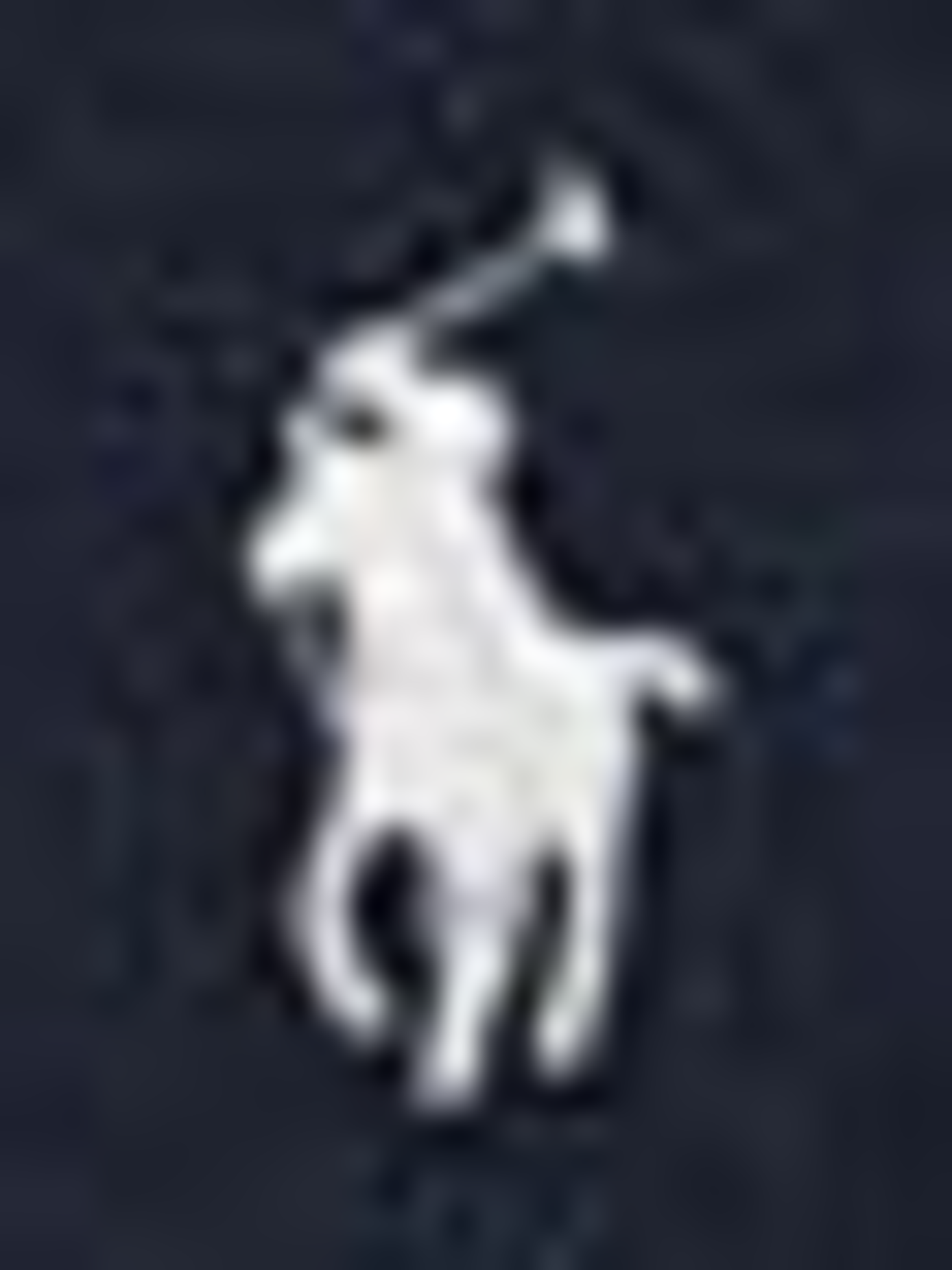 Coffret bonnet et écharpe en coton POLO RALPH LAUREN Bleu