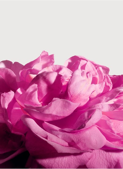 Radical Rose - Extract MATIERE PREMIERE Radical Rose - Extract MATIERE PREMIERE