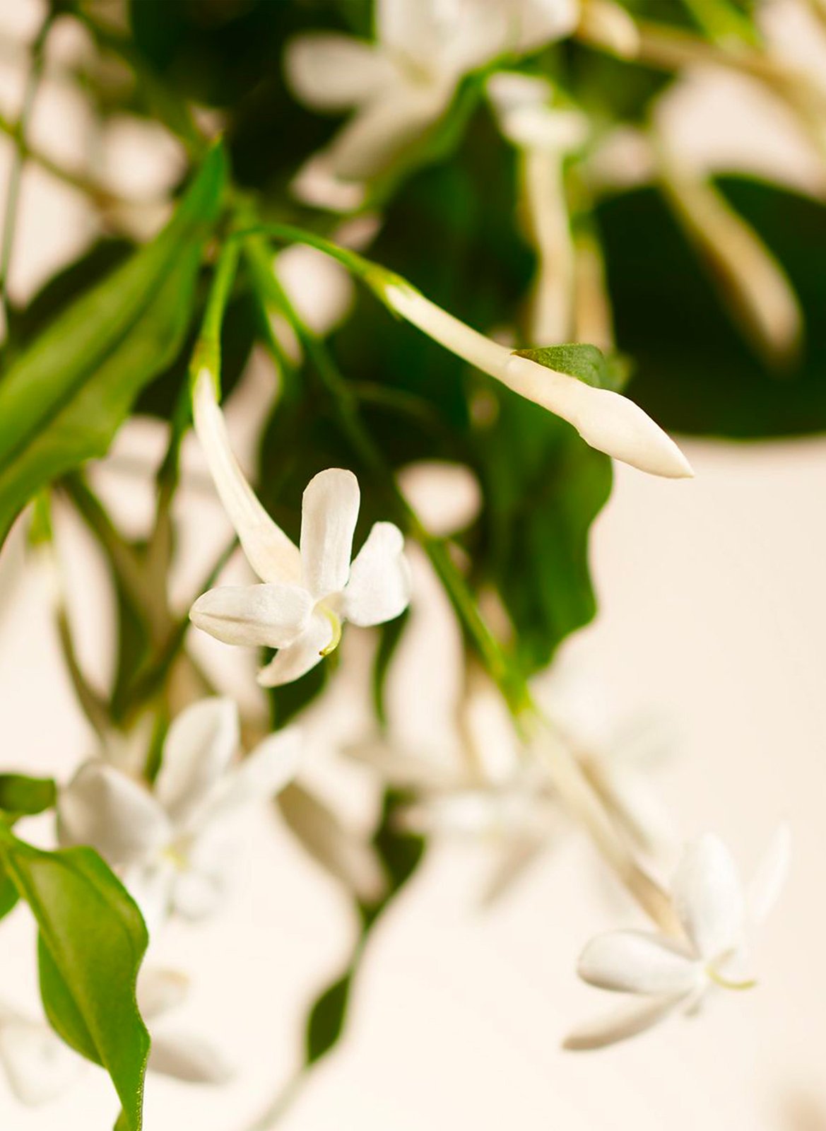 Sweet Jasmine - Recharge bâtonnets parfumés RITUALS No color