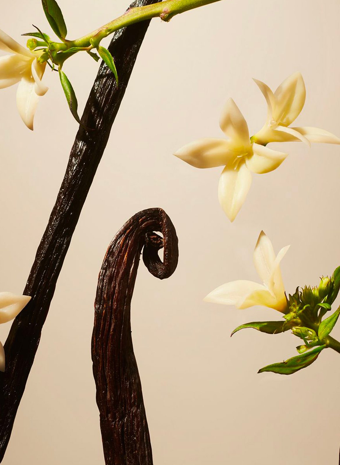 Suede Vanilla - Refill scented sticks RITUALS No color