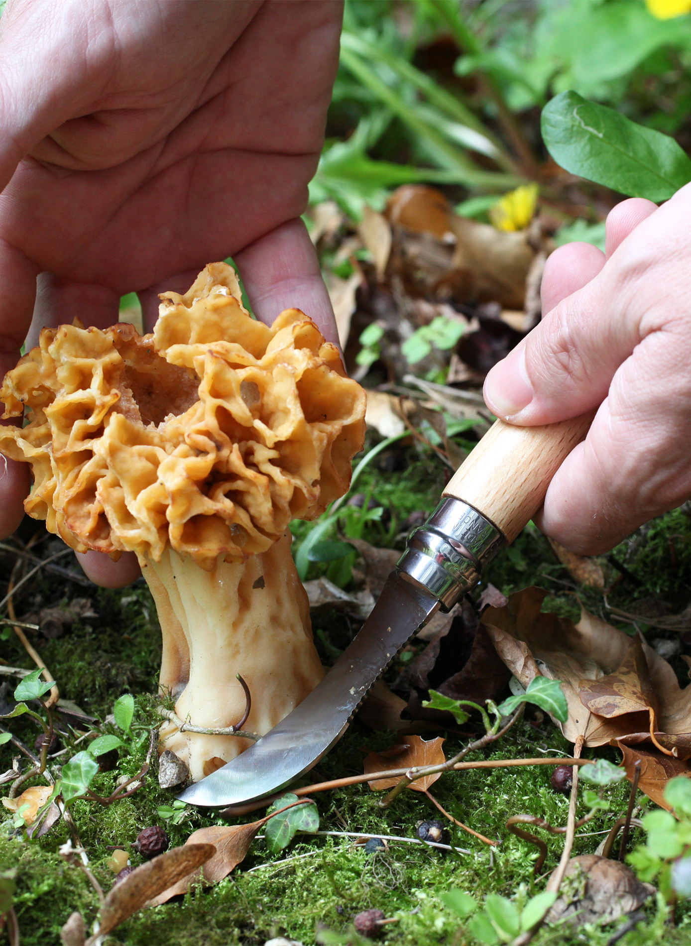 Couteau à champignon en acier inoxydable OPINEL Beige