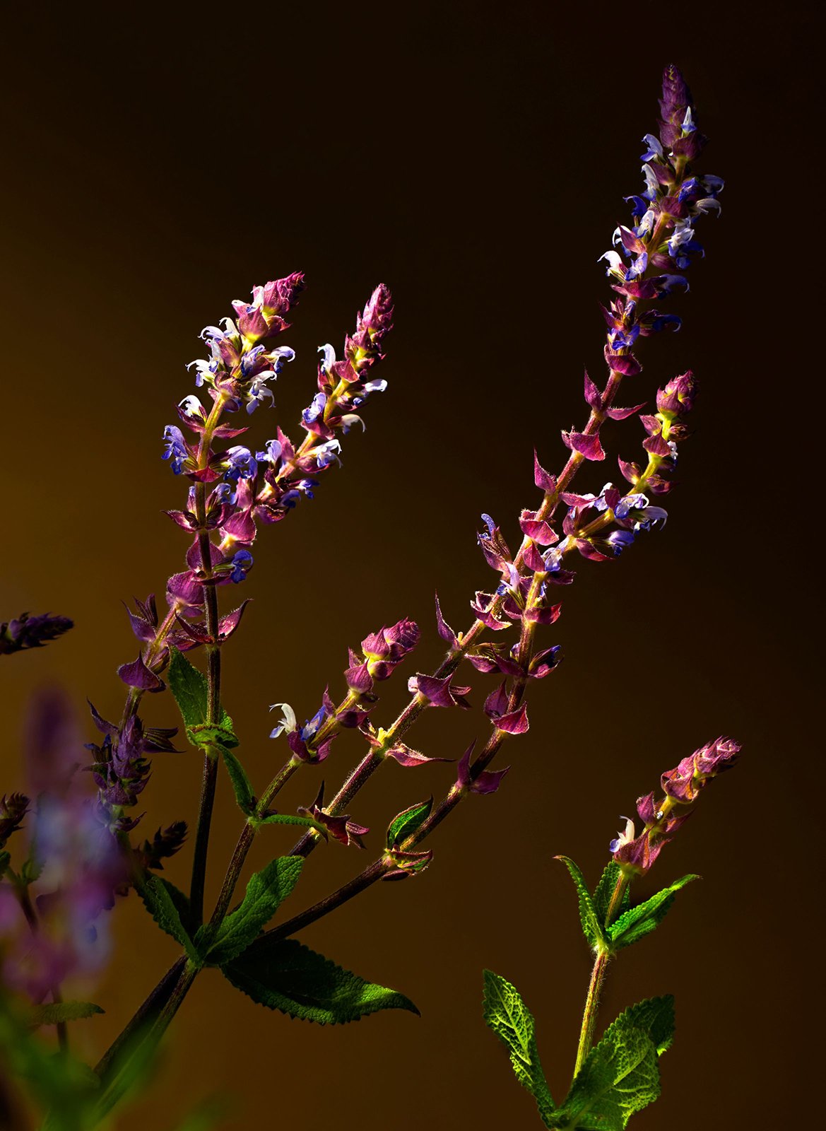 Savage Garden - Scented Sticks RITUALS No color