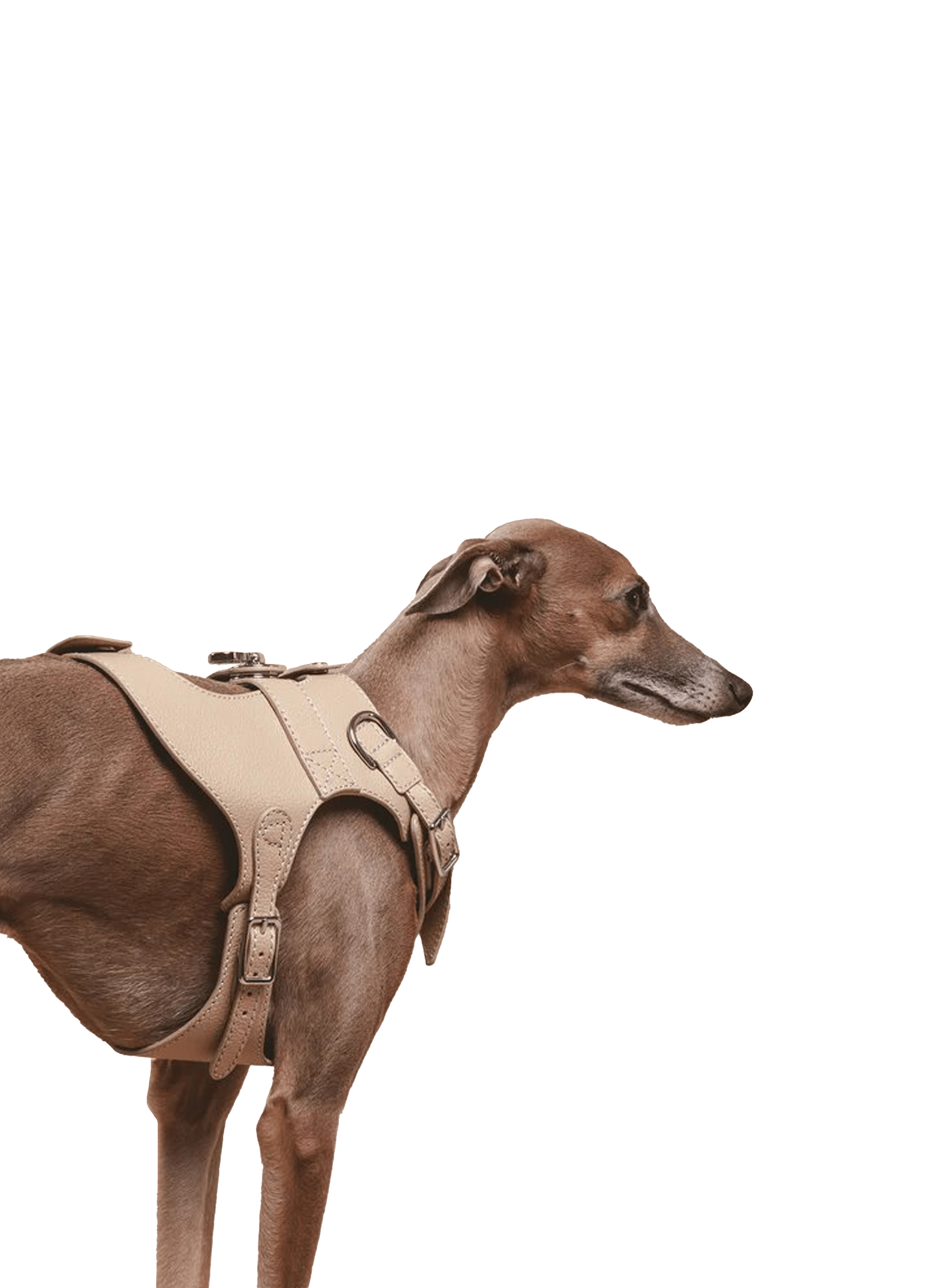 Harnais The Colombo en cuir PAGERIE Marron