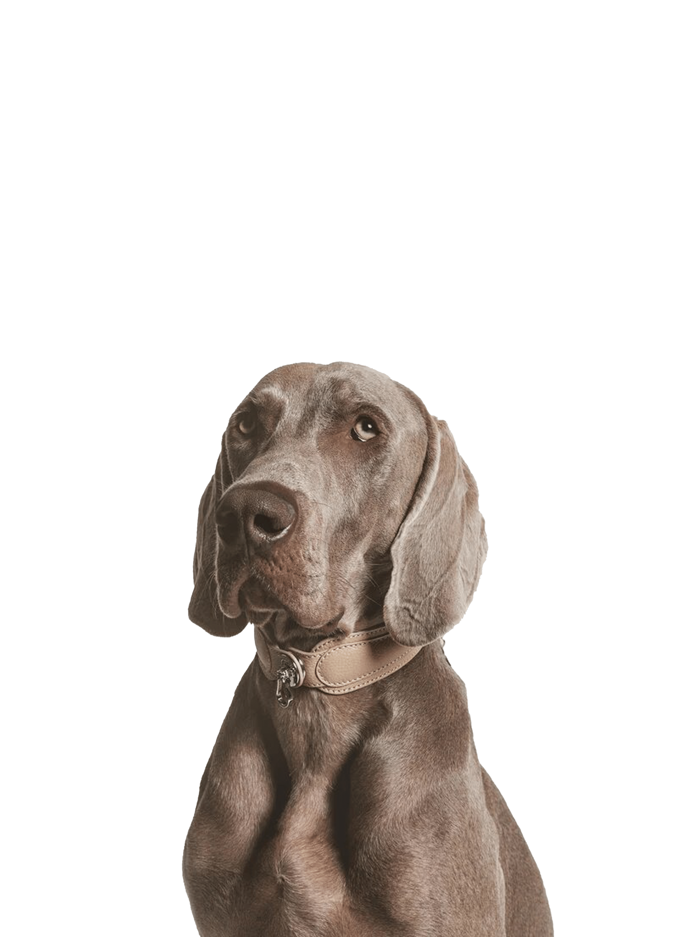 Collier Le Dorro en cuir PAGERIE Marron