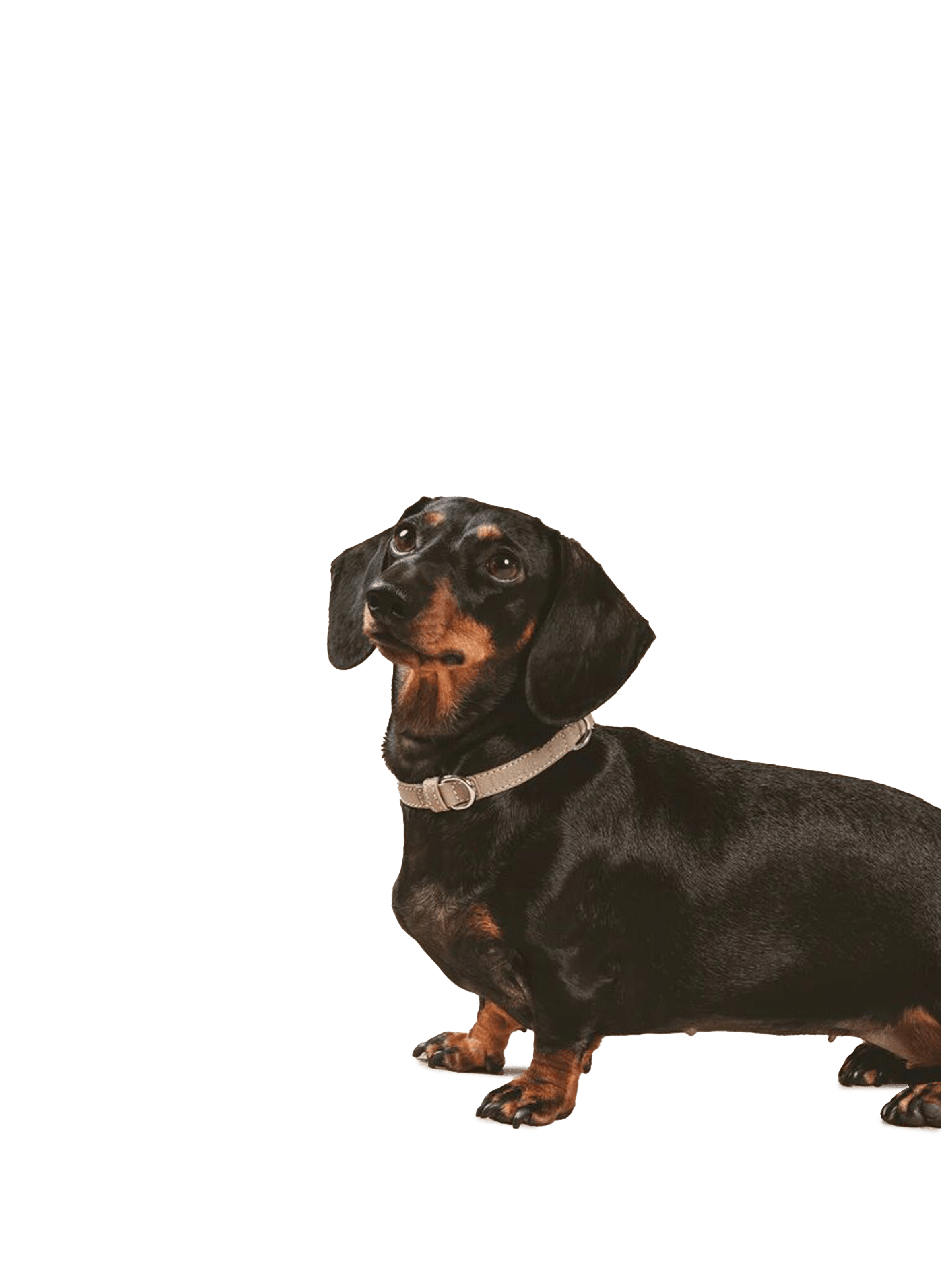 Collier The Clyde en cuir PAGERIE Marron