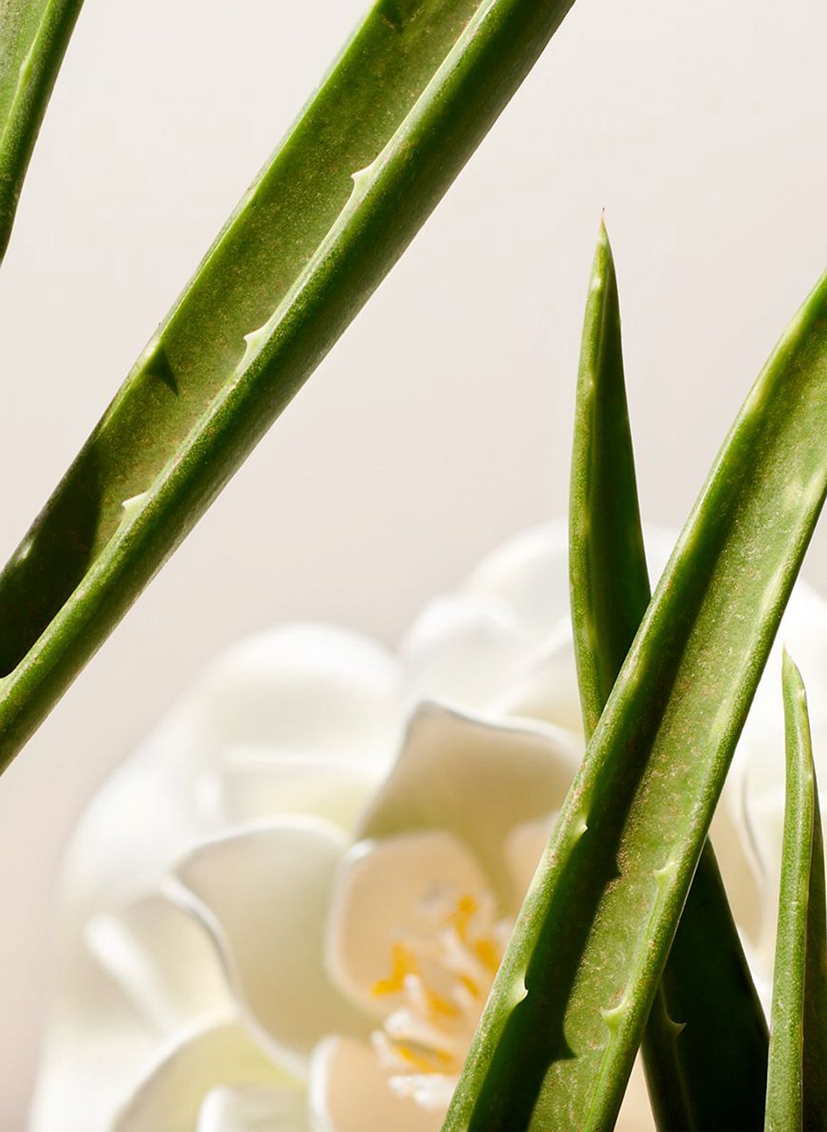 The Ritual of Namaste - Face Toning Lotion RITUALS No color