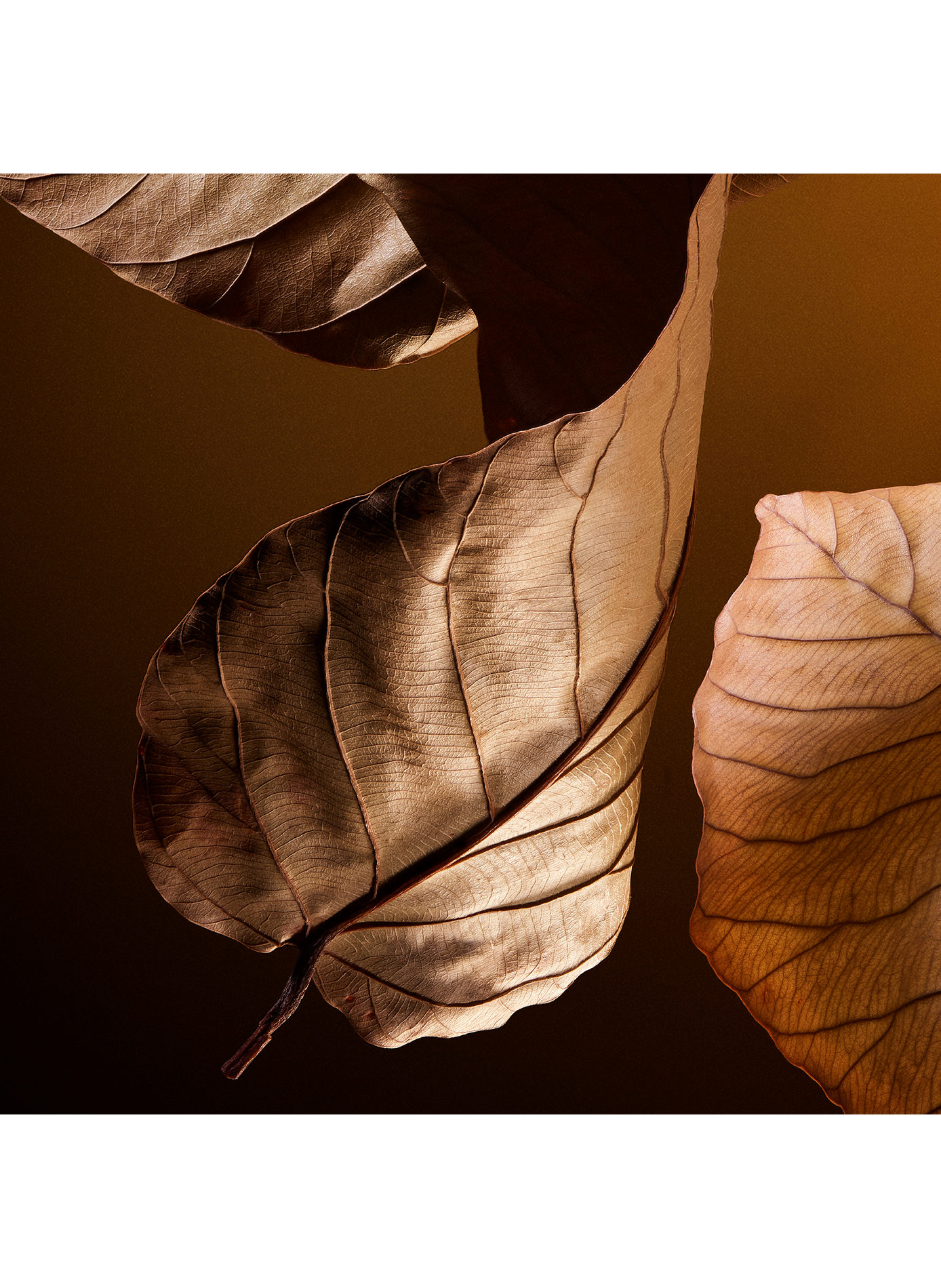 The One Pour Homme - Parfum DOLCE & GABBANA No color