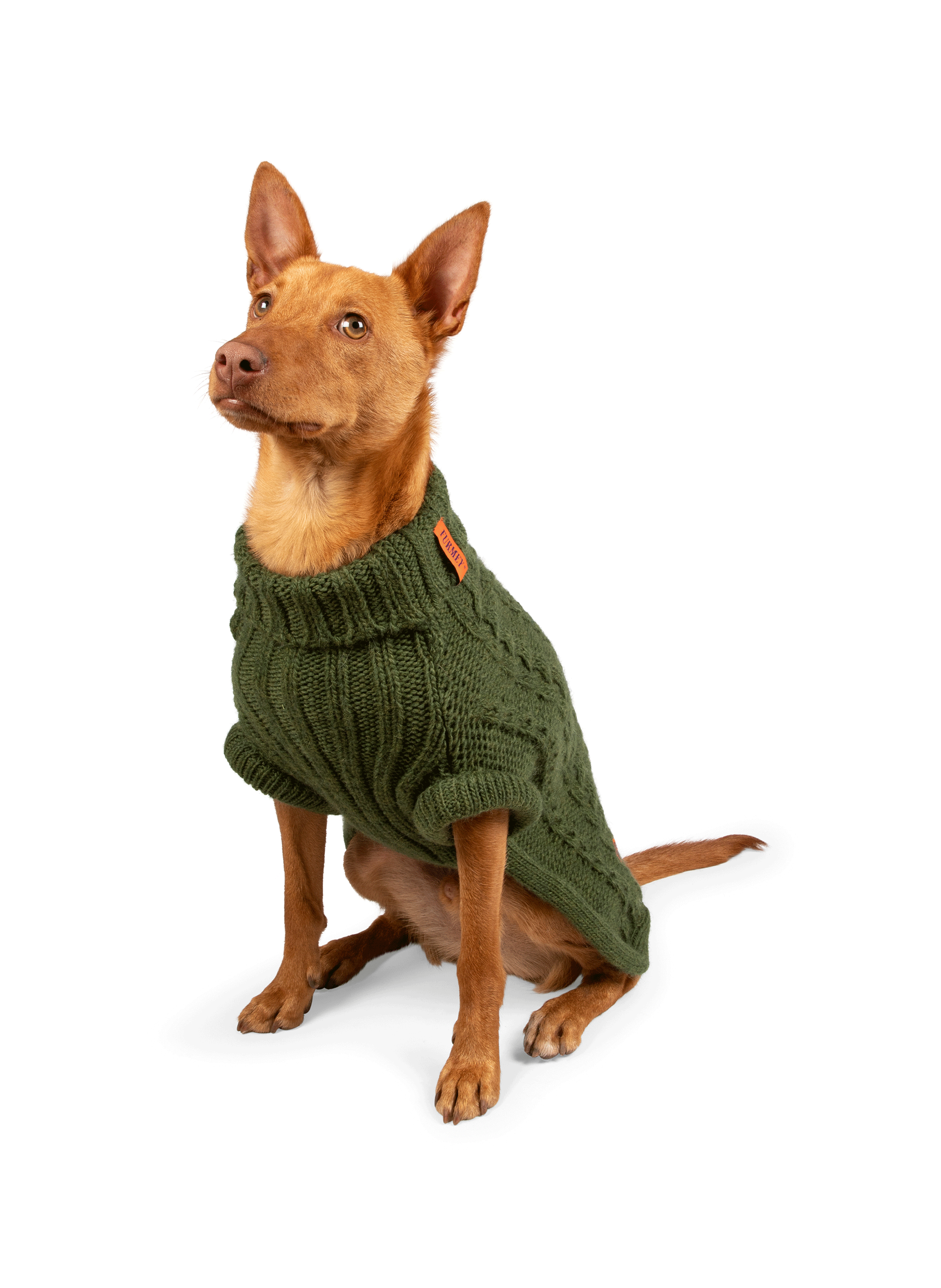 Pull pour chien FURMEY Vert