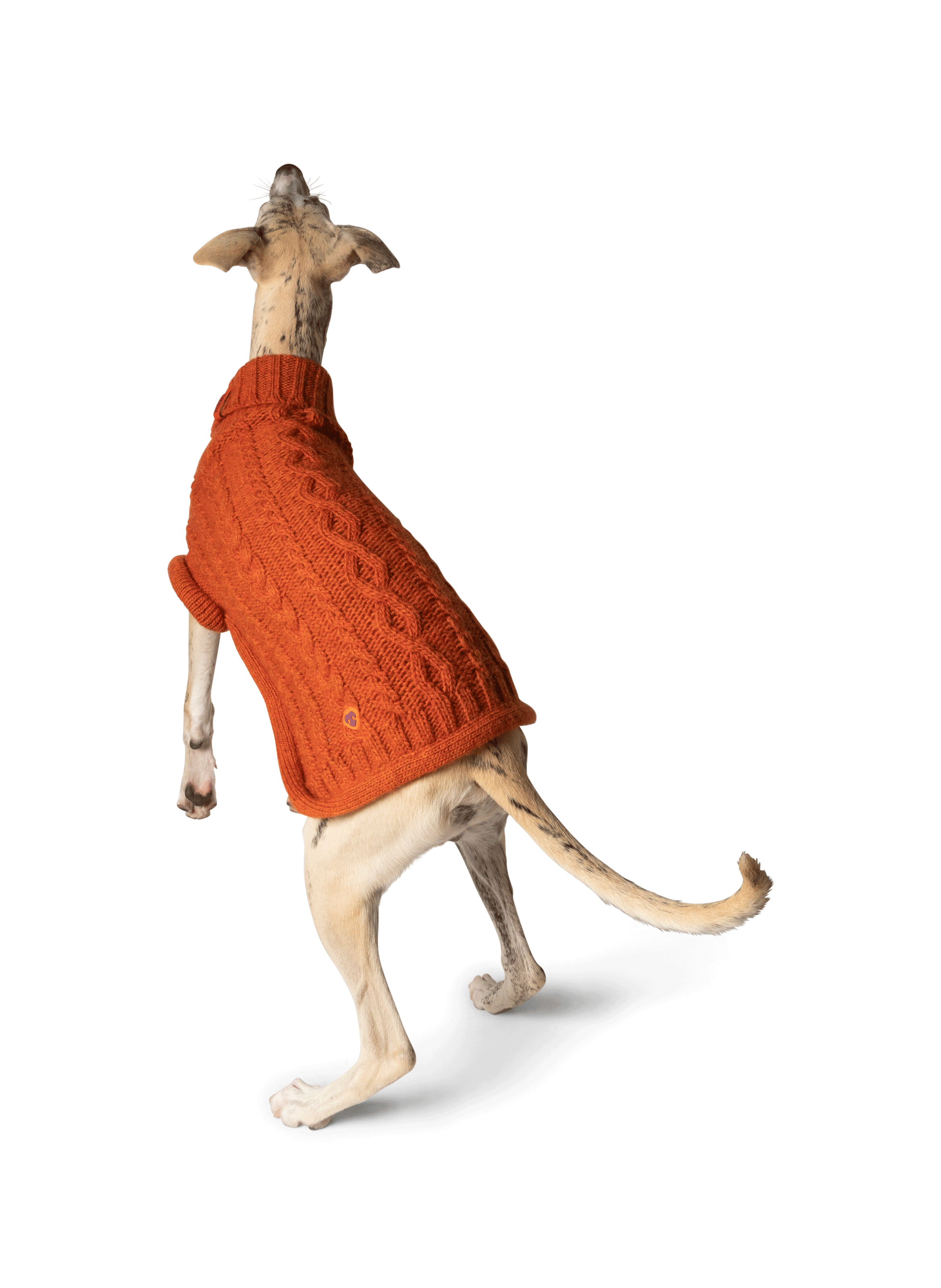 Pull pour chien FURMEY Orange