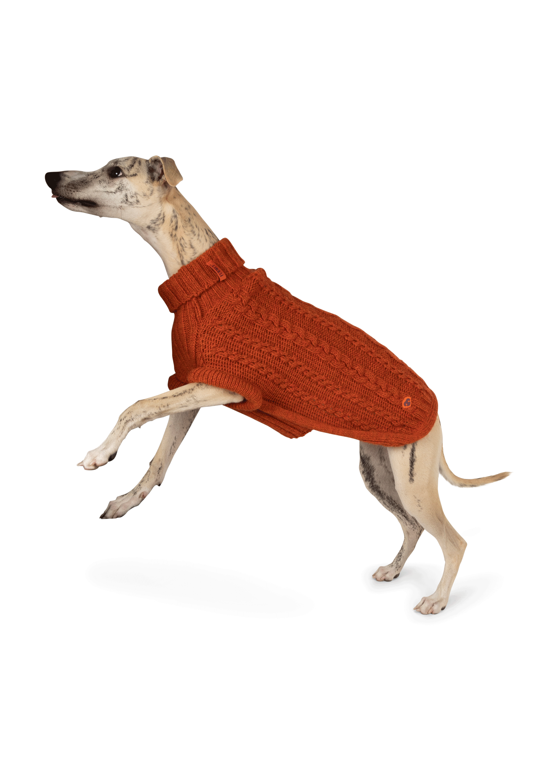 Pull pour chien FURMEY Orange