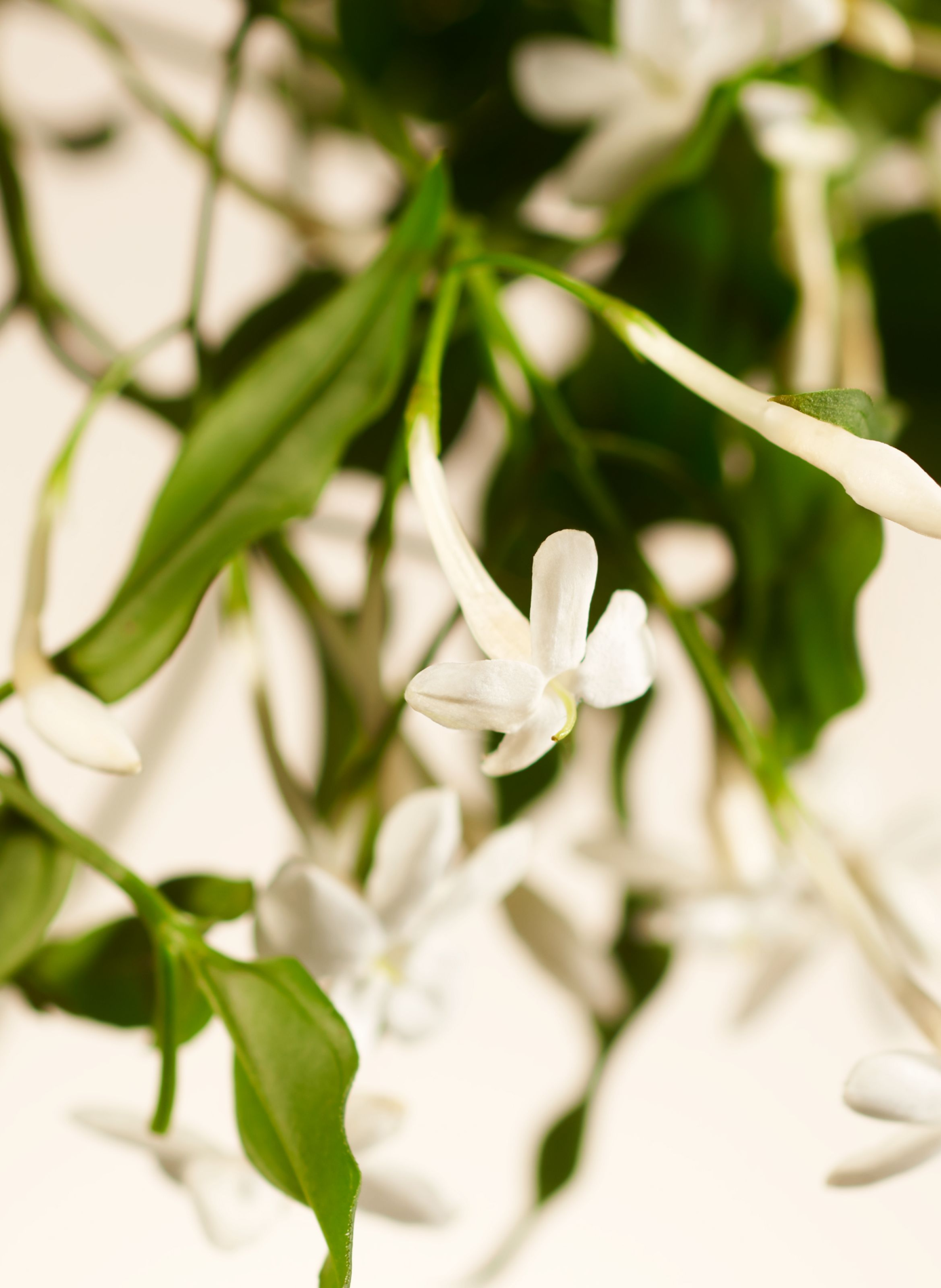 Sweet Jasmine - Diffuseur de Parfum RITUALS No color