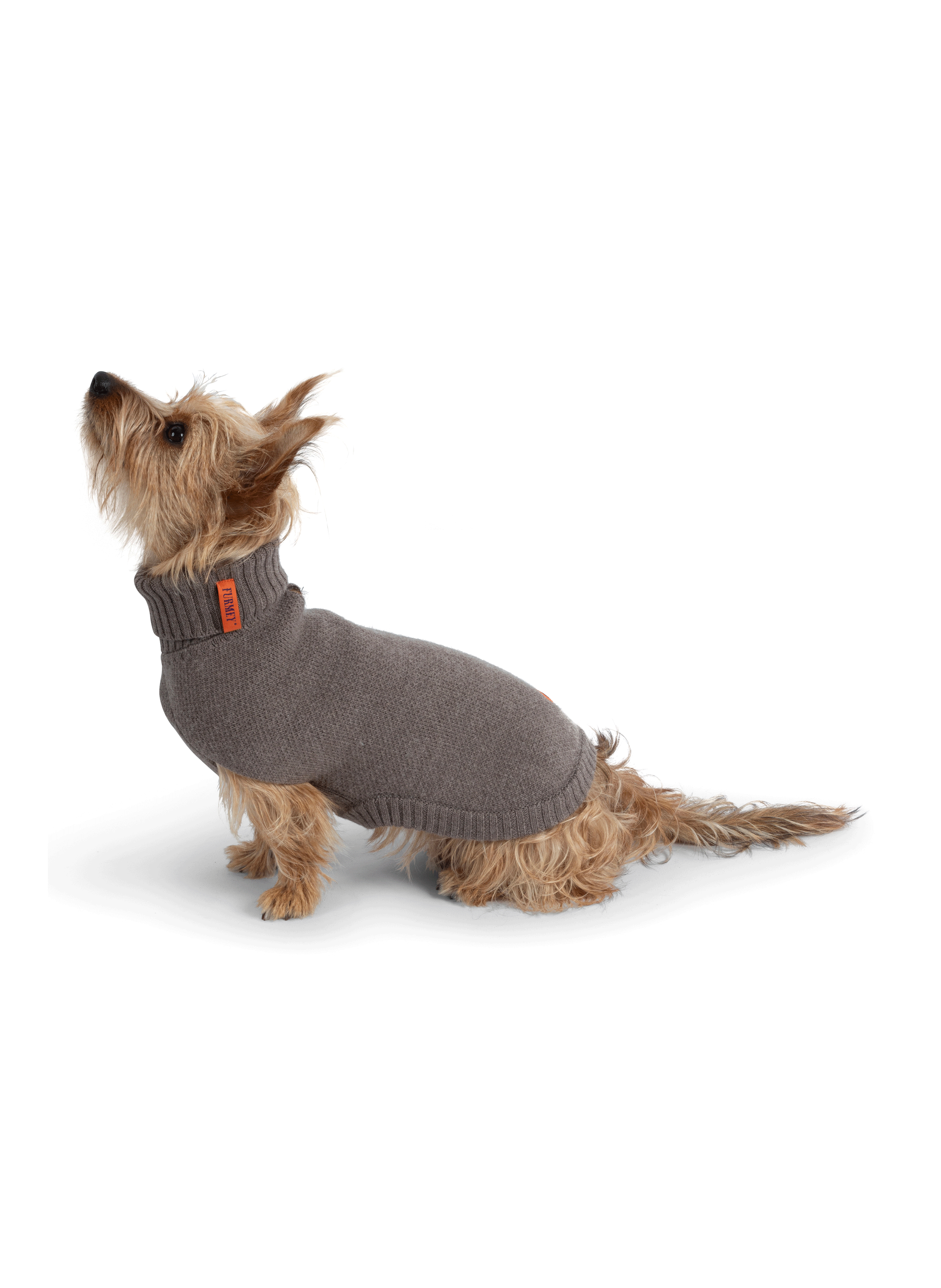 Pull pour chien FURMEY Beige