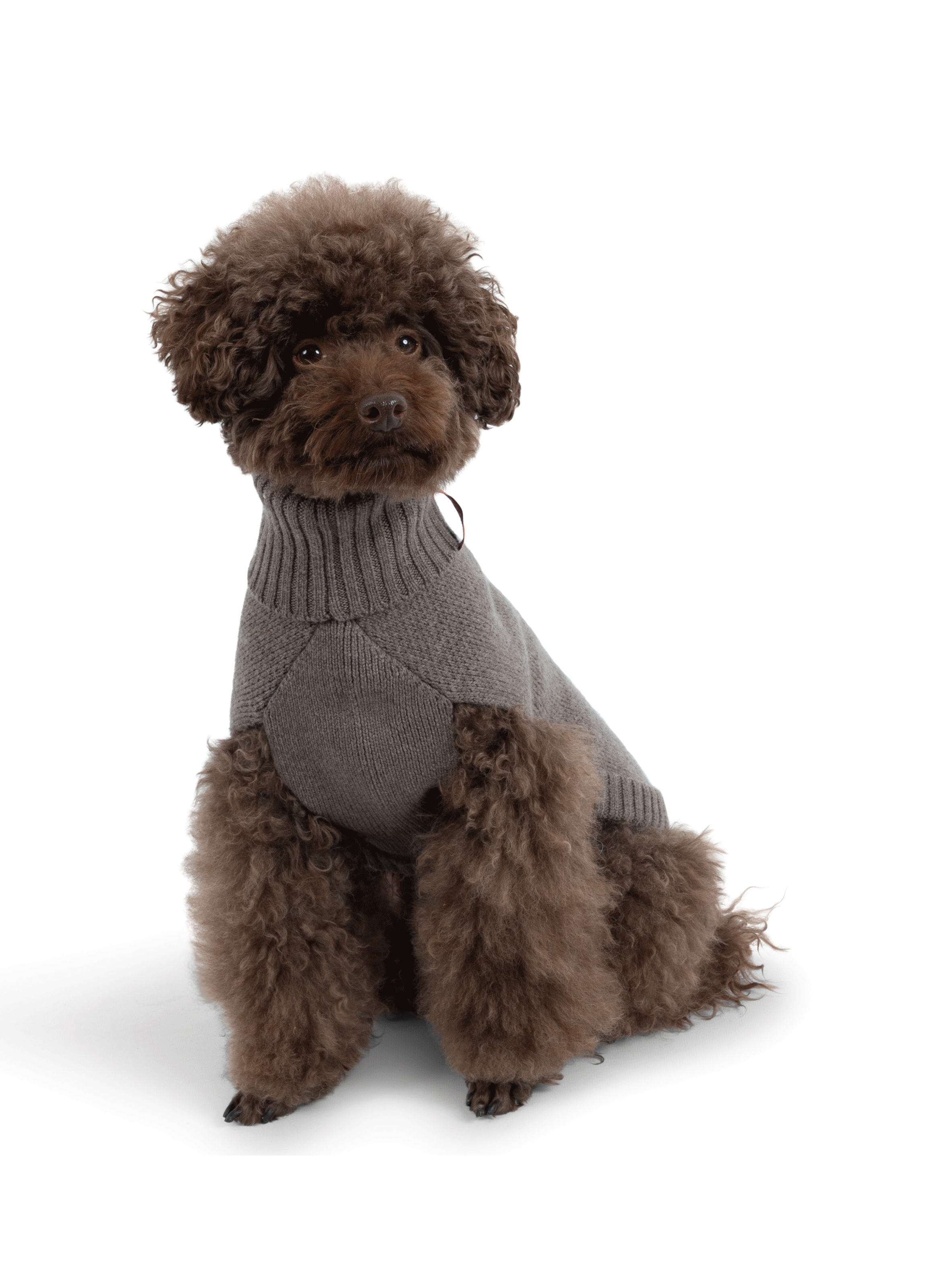 Pull pour chien FURMEY Beige