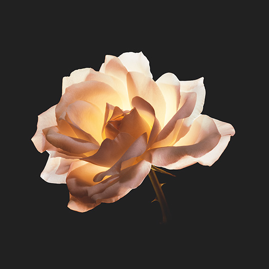 dior-4