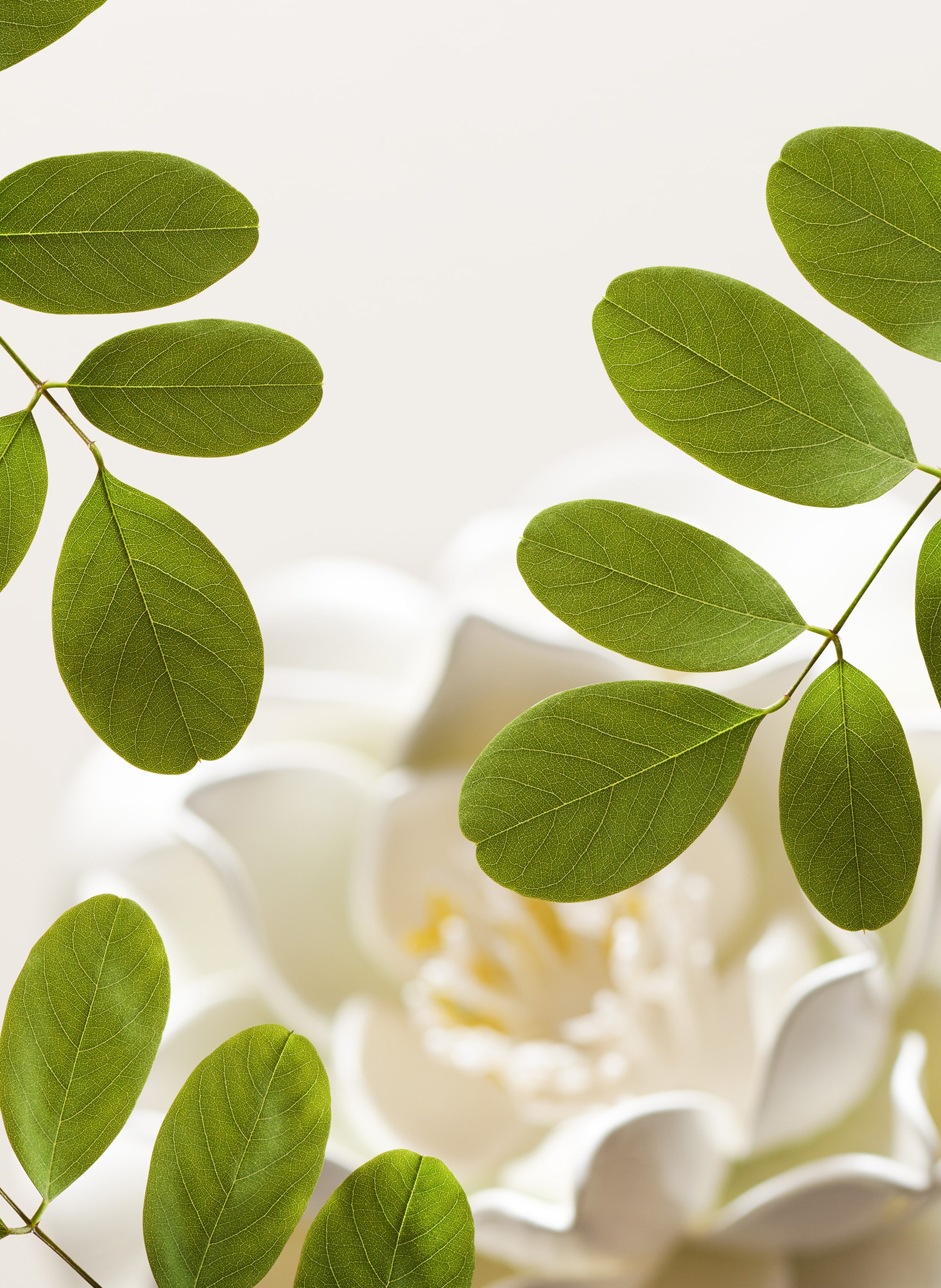 The Namaste Ritual - Face Cleansing Cream RITUALS No color