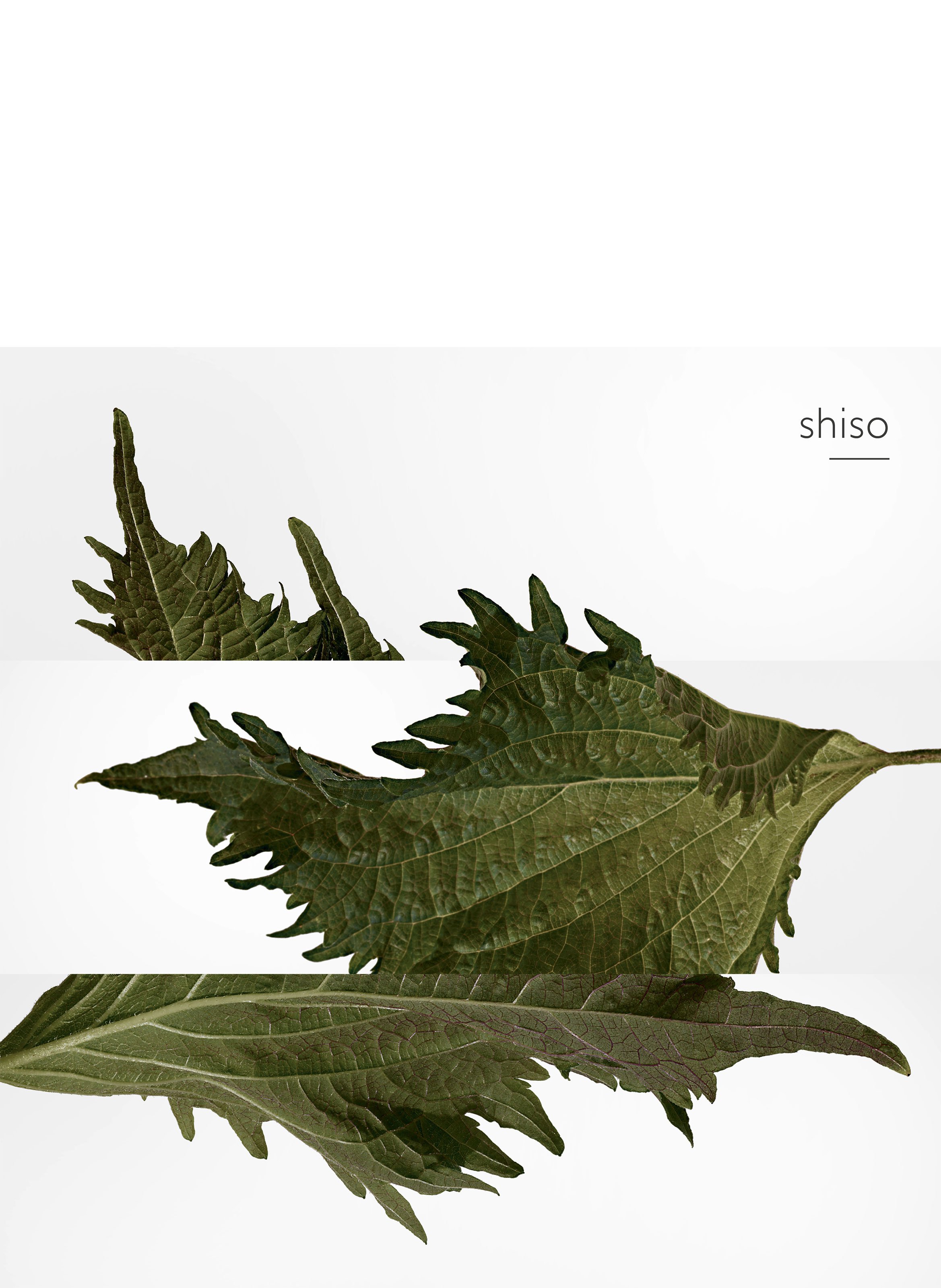 Terre d&#039;Hermès Perfume HERMÈS No color