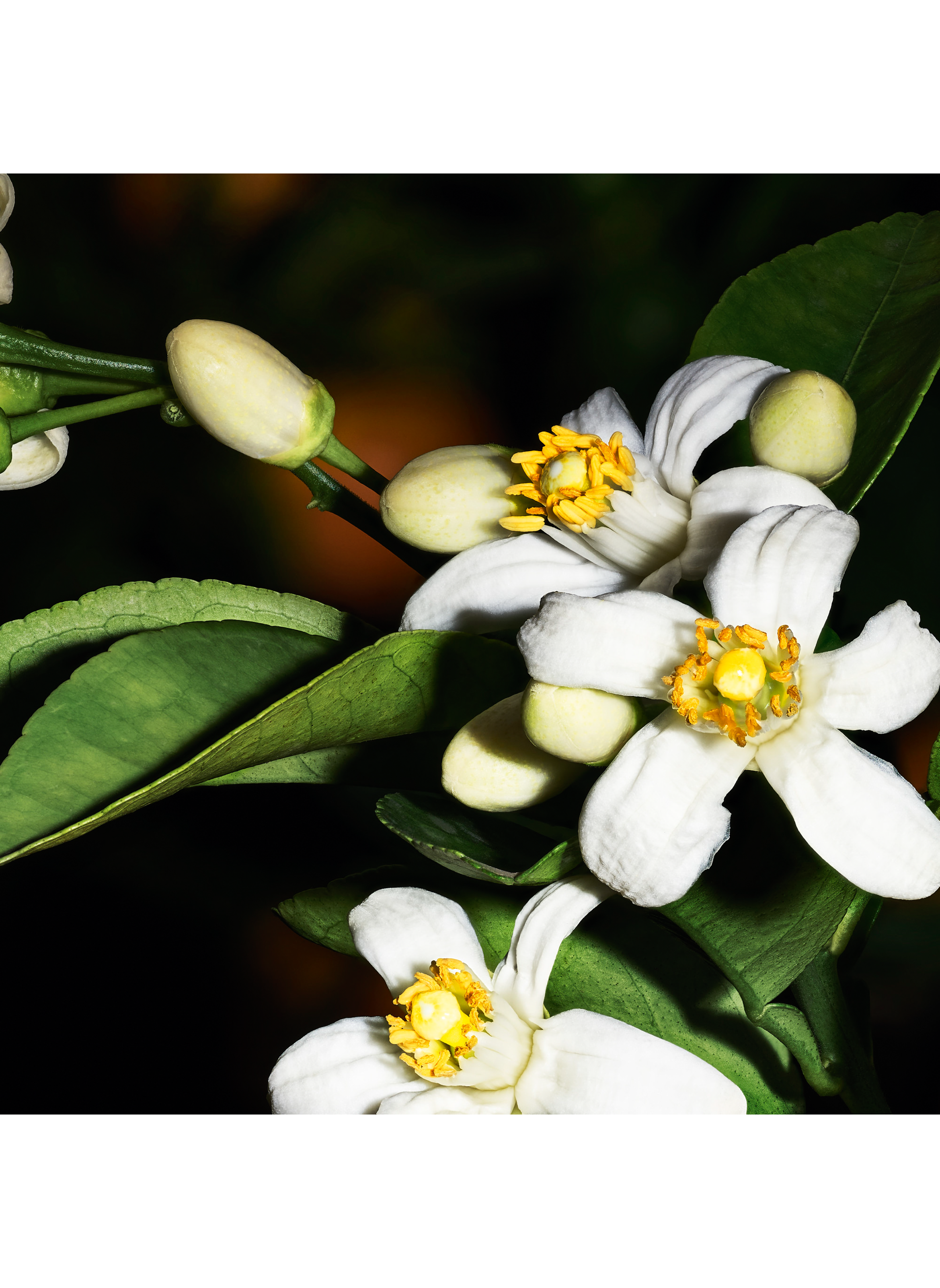 Marrakech - The Fragrance Wardrobe - Scented Candle YVES SAINT LAURENT No color