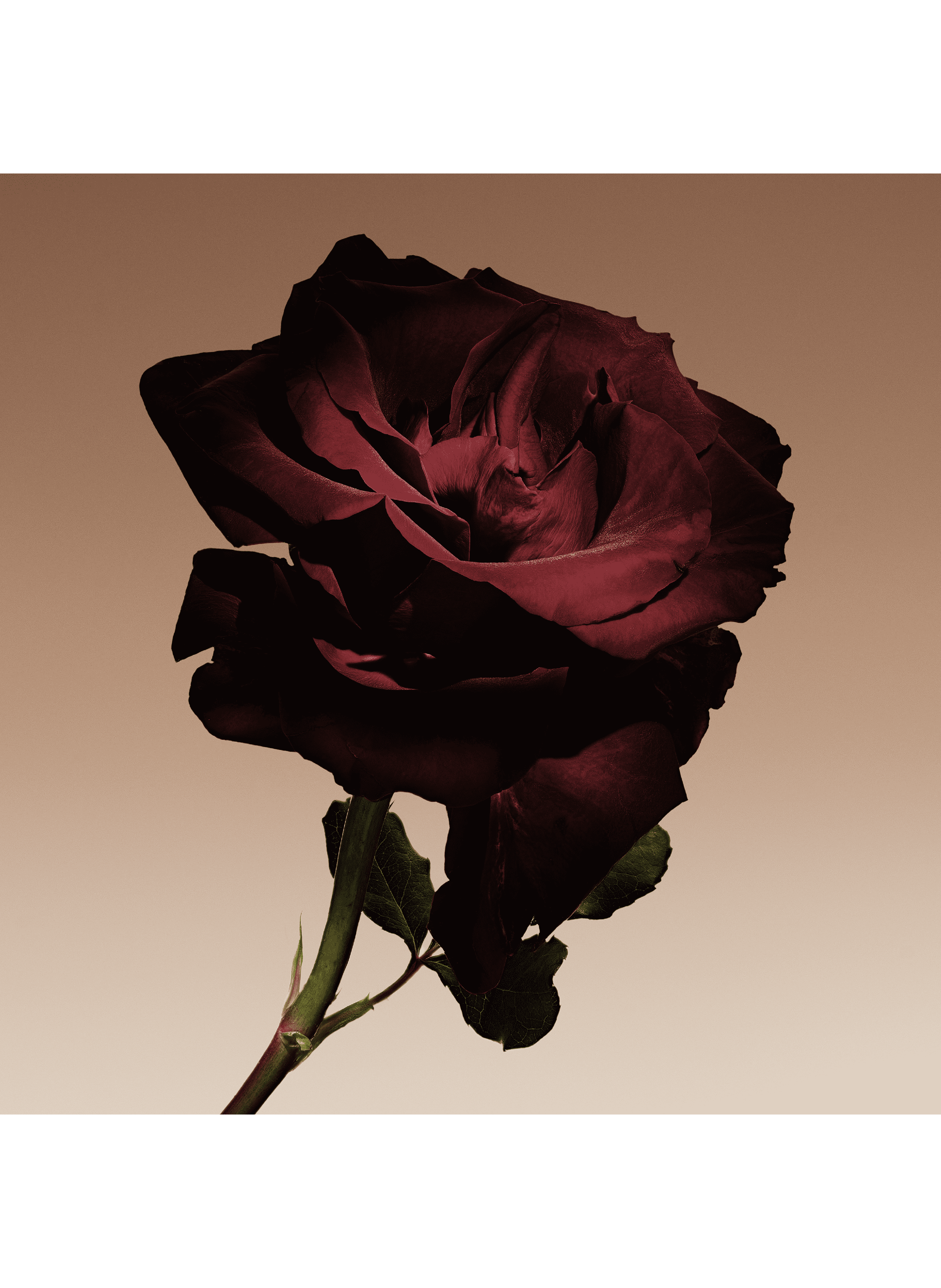 Armani Prive Cuir Nu - Parfum ARMANI No color