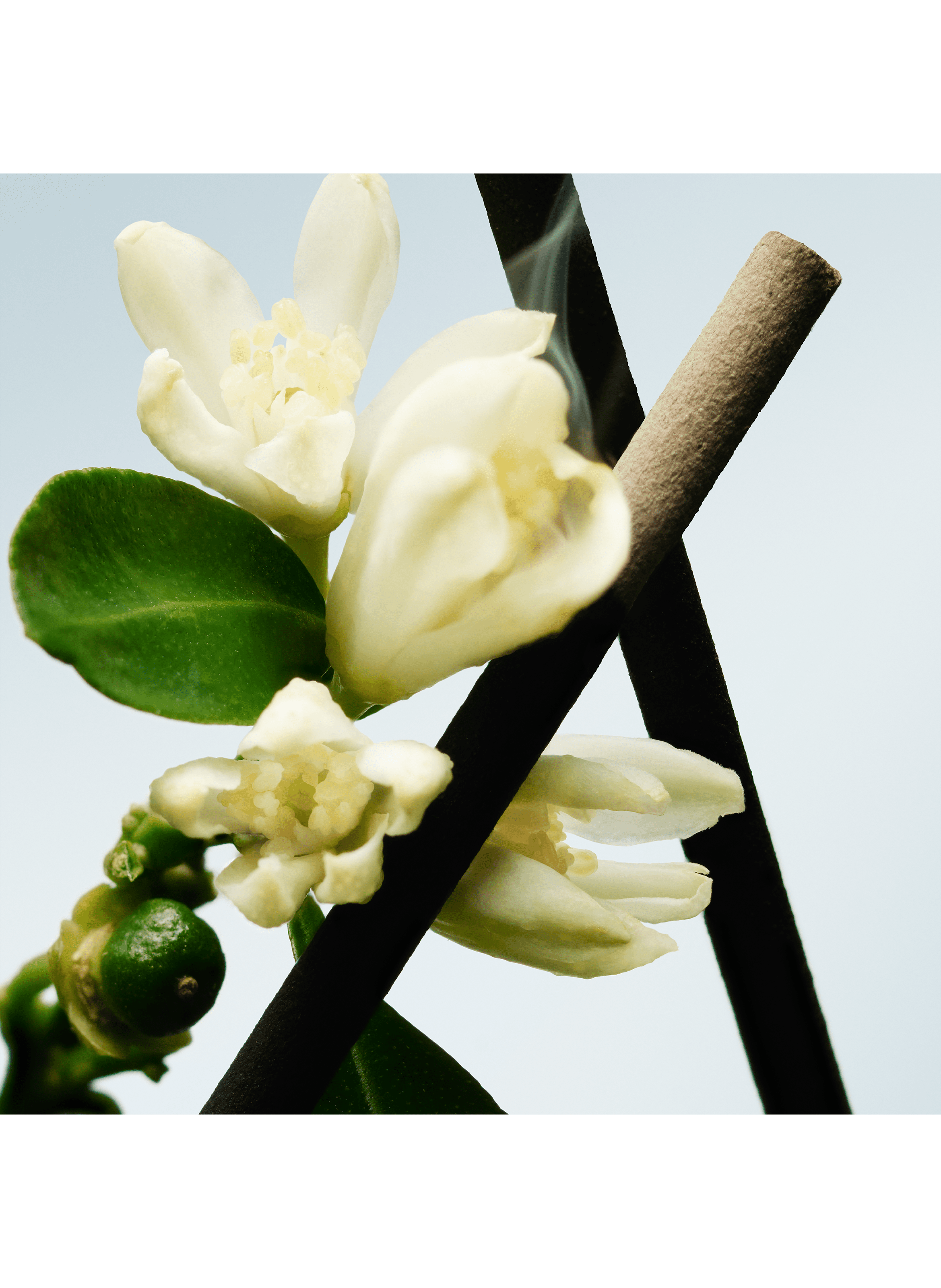 Orange Smoke Cologne - Eau de parfum DRIES VAN NOTEN No color