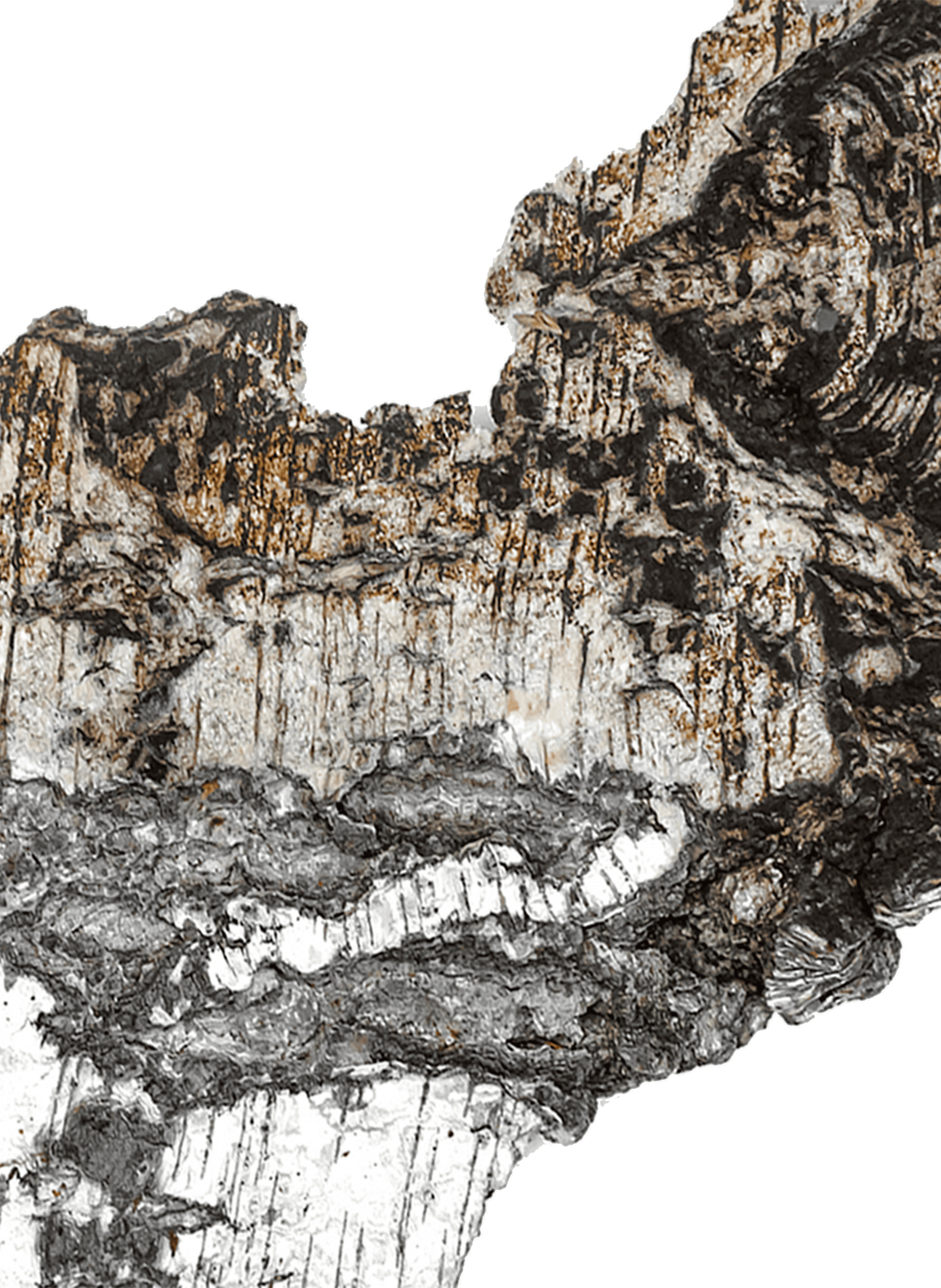 Falcon Leather - Extract MATIERE PREMIERE No color