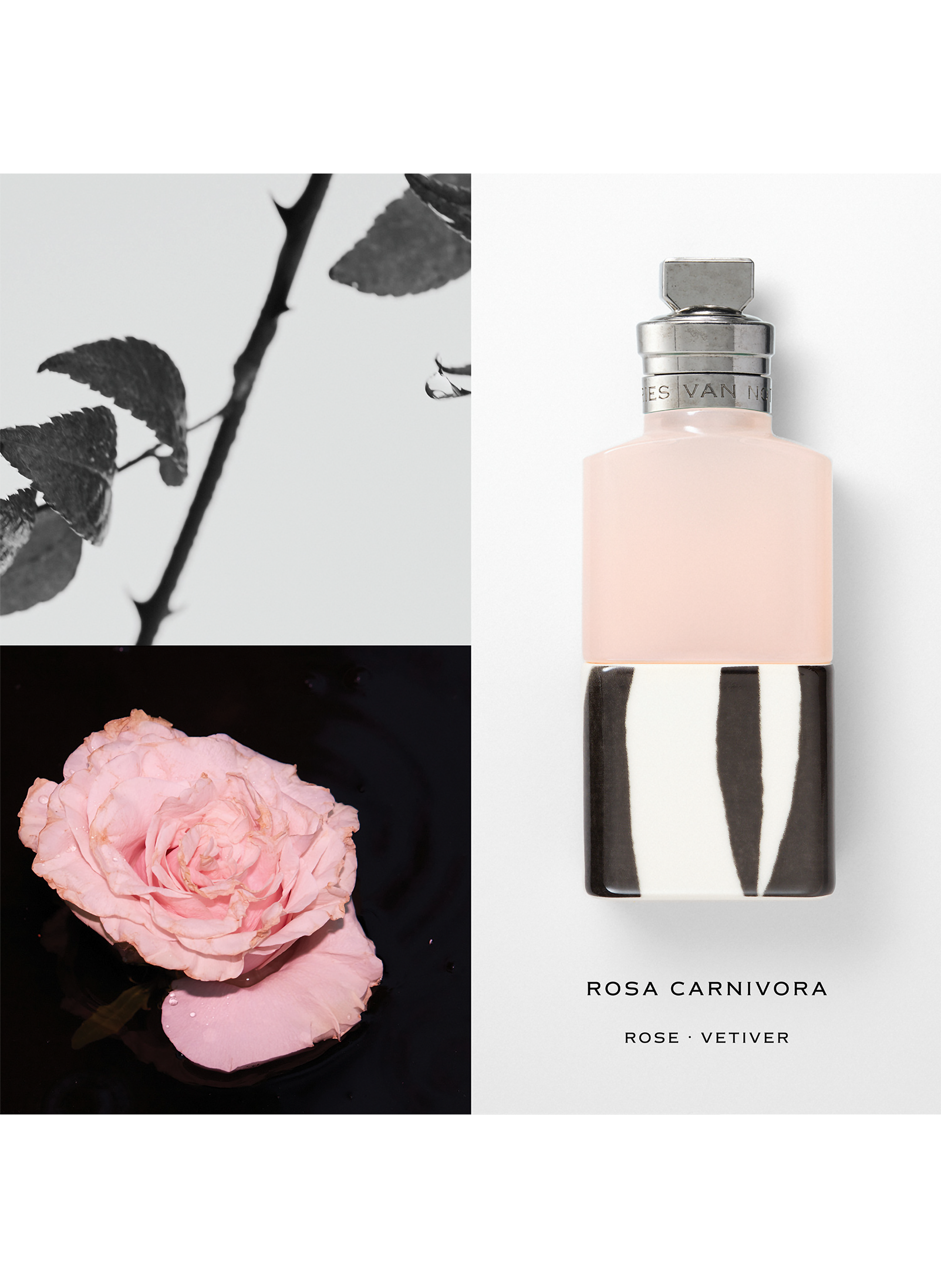 Rosa Carnivora - eau de parfum DRIES VAN NOTEN No color