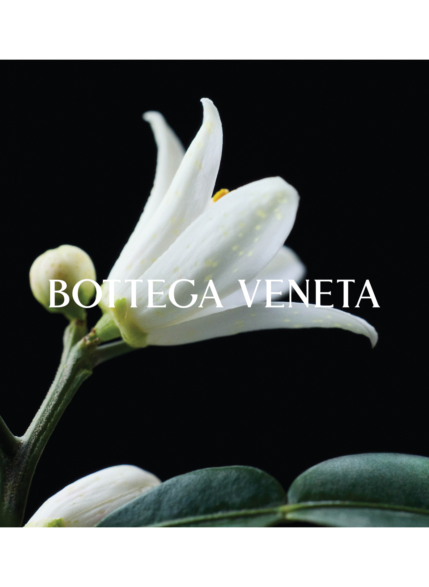 Sonnenstrahl - Eau de Parfum BOTTEGA VENETA No color
