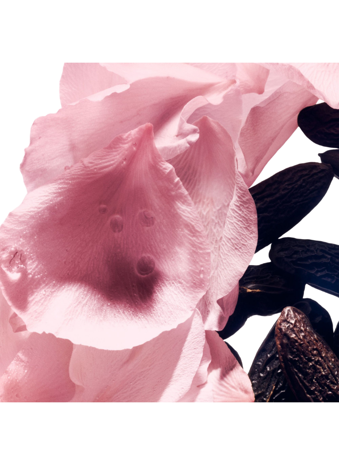 Seidenrose - Eau de Toilette BALMAIN No color