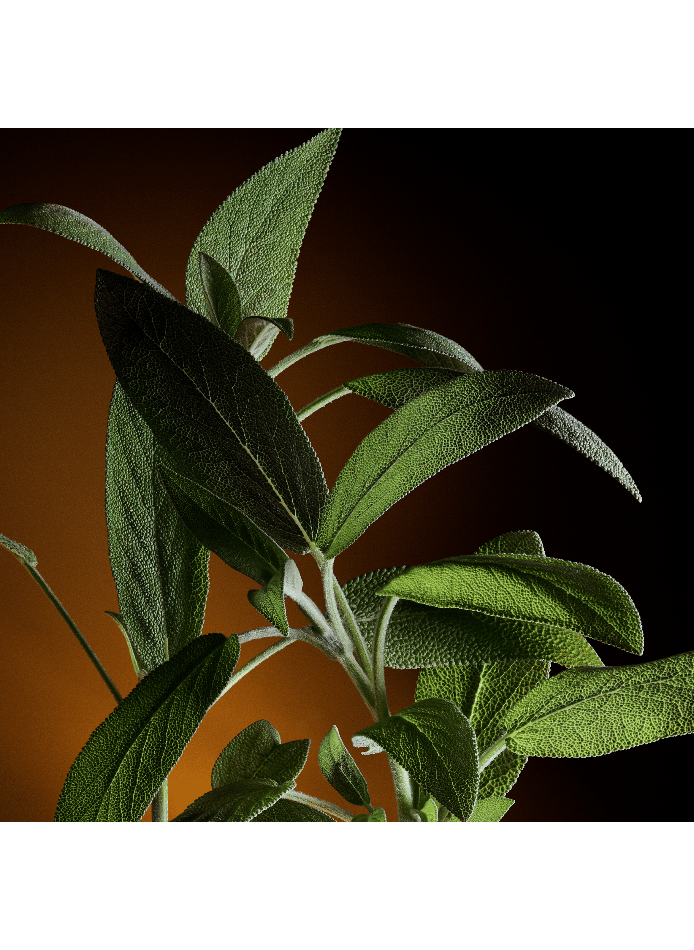 The One Pour Homme - Eau de Parfum DOLCE & GABBANA No color