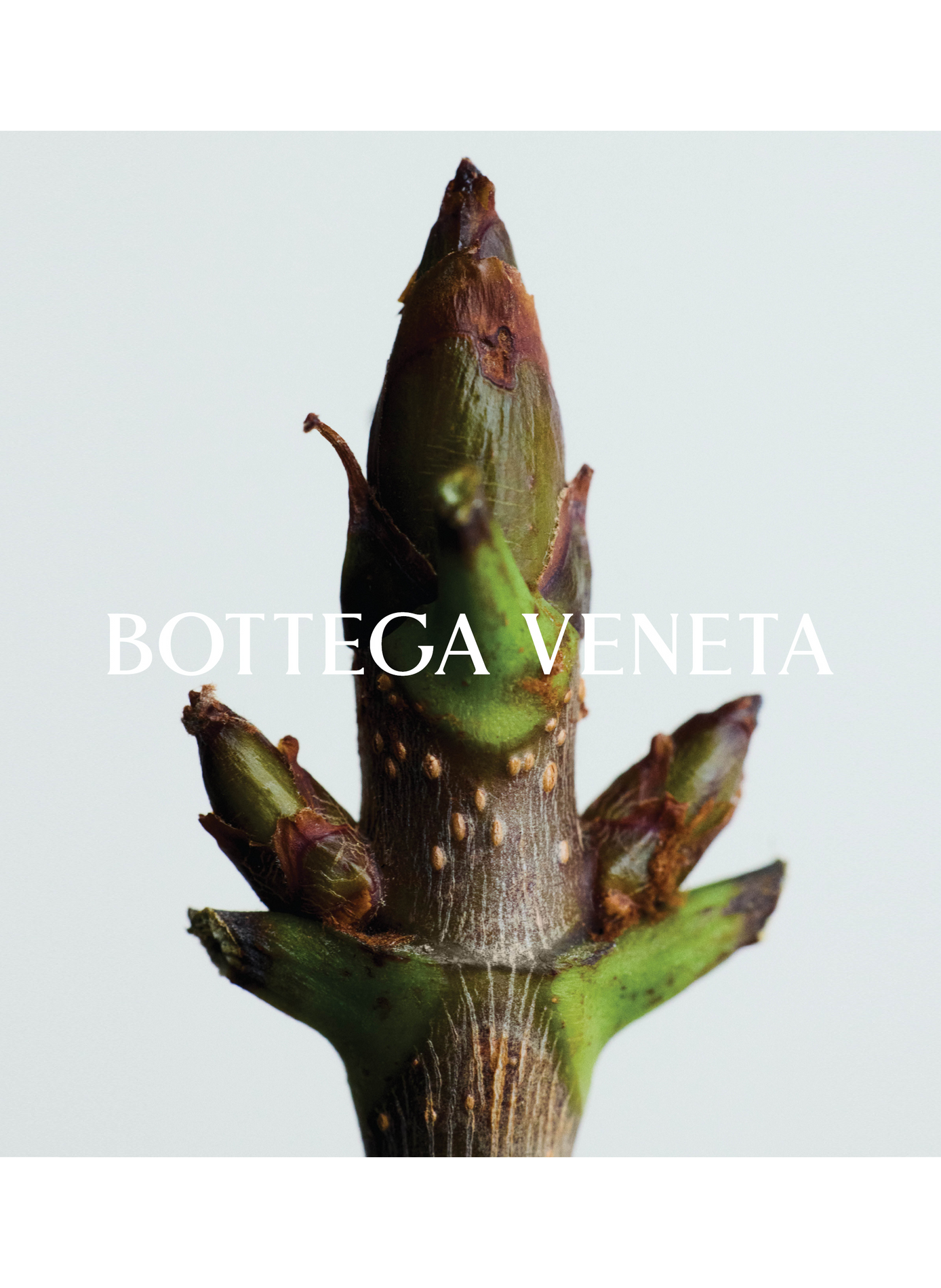 Salzwasser - Eau de Parfum BOTTEGA VENETA No color