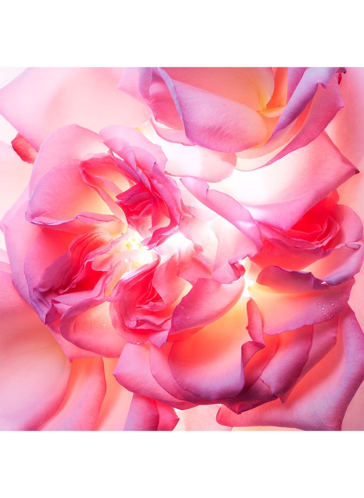 Bvlgari Allegra Magnifying Rose - Eau de Parfum BVLGARI No color