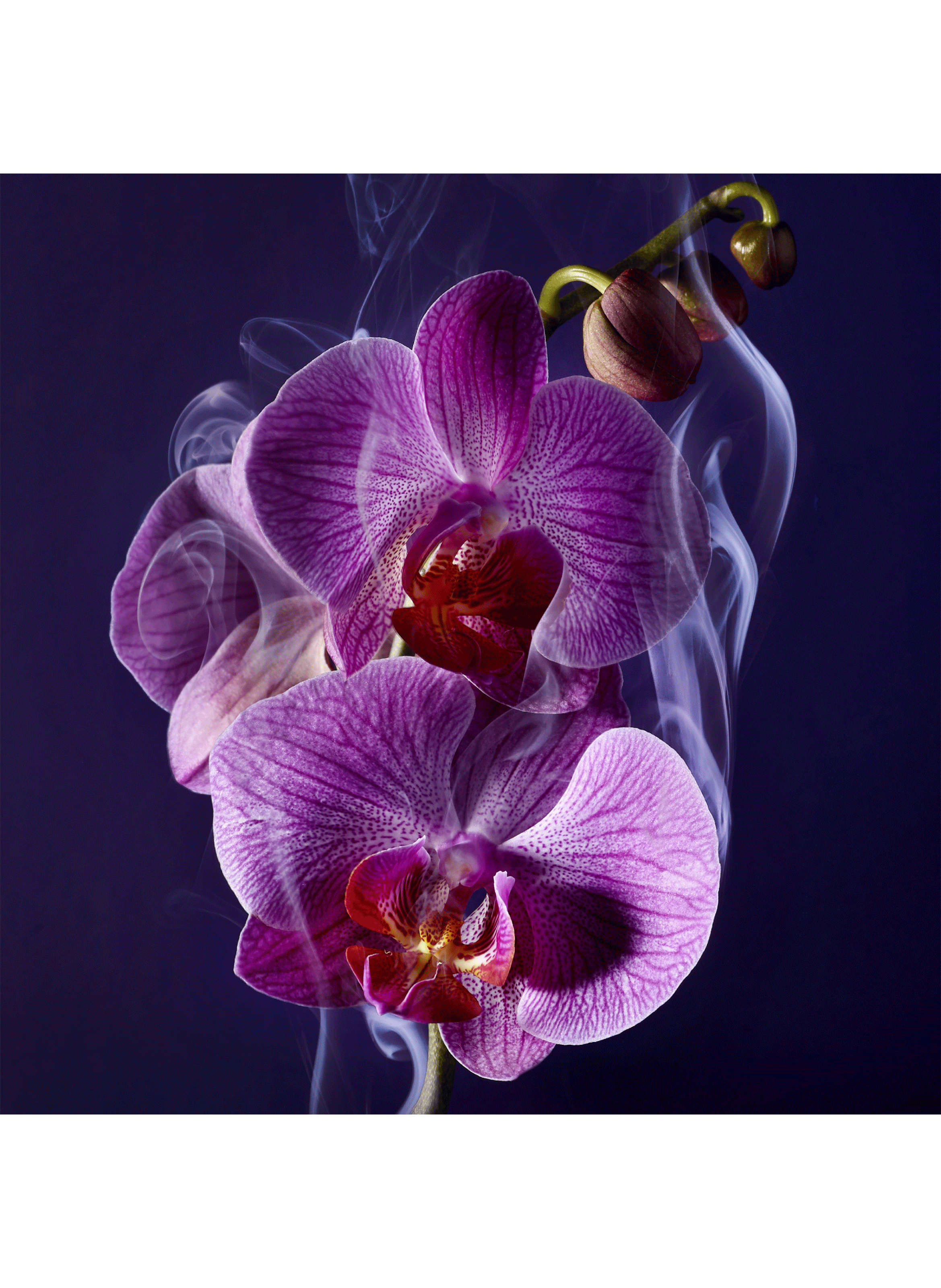 La Nuit Trésor eau de parfum LANCÔME No color