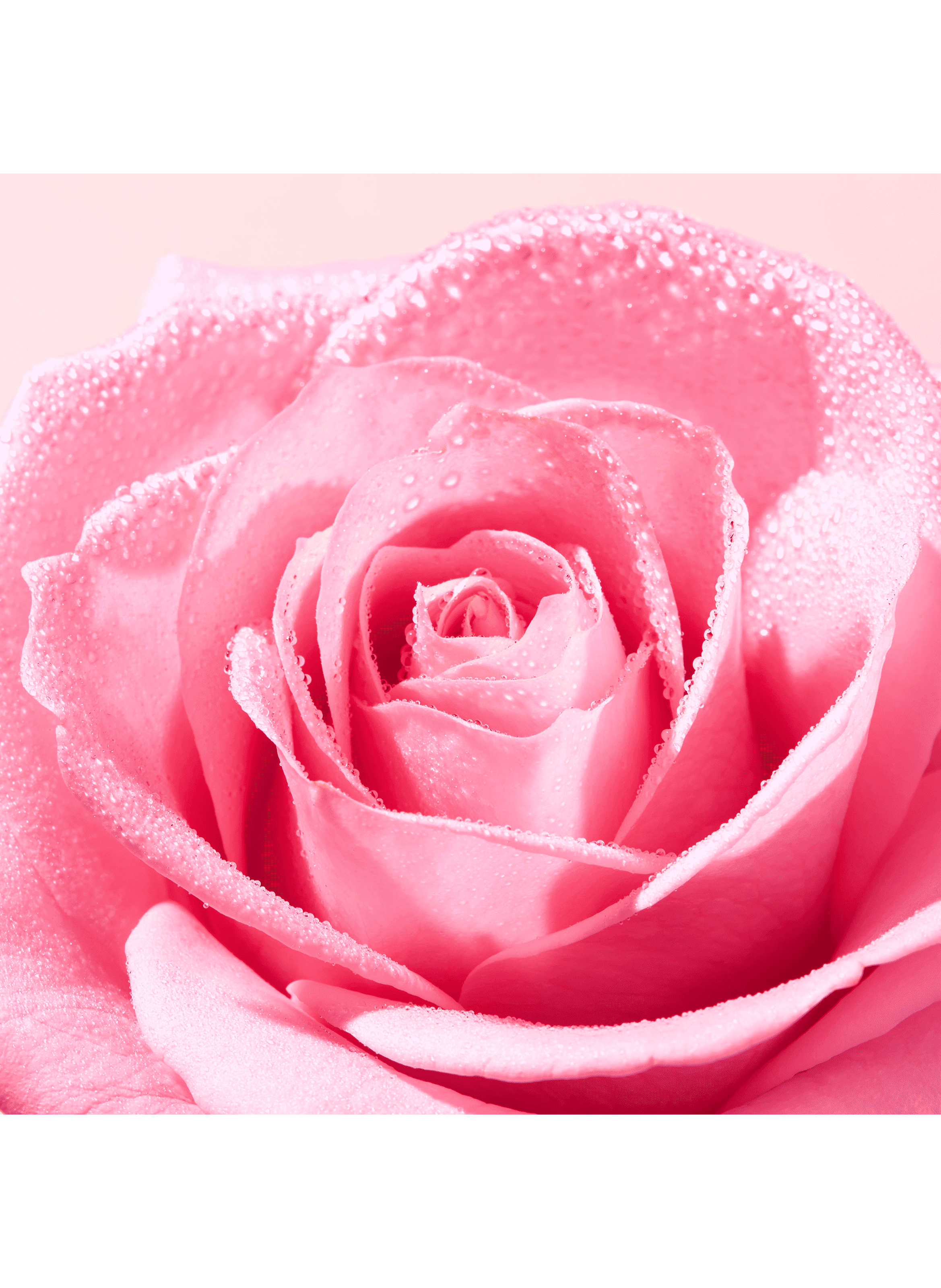 Very Rose Face Radiance Scrub NUXE No color