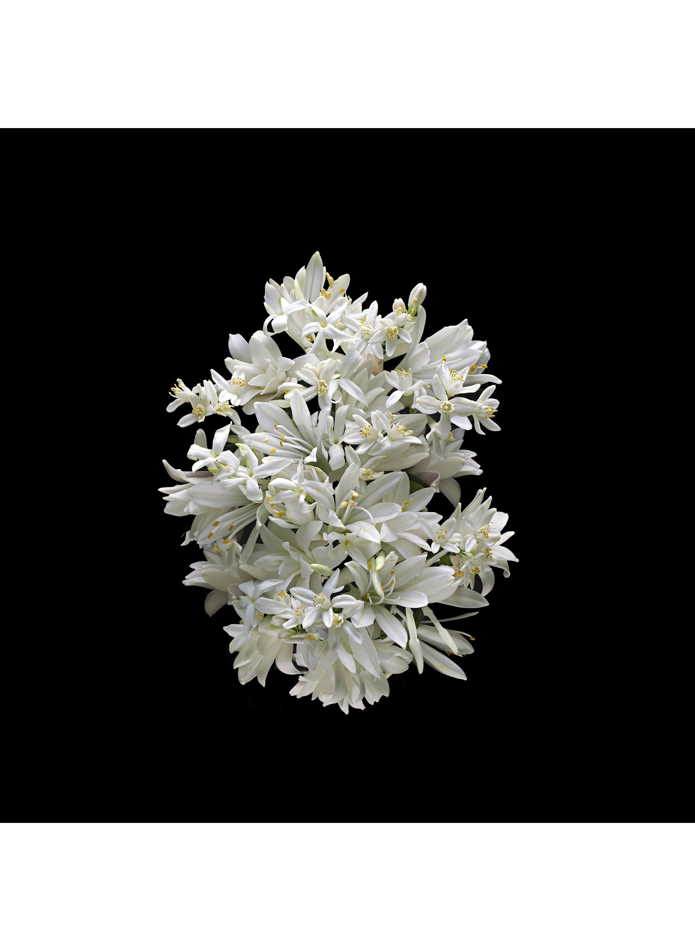 Love Don't Be Shy - Recharge Eau de Parfum

 KILIAN PARIS No color