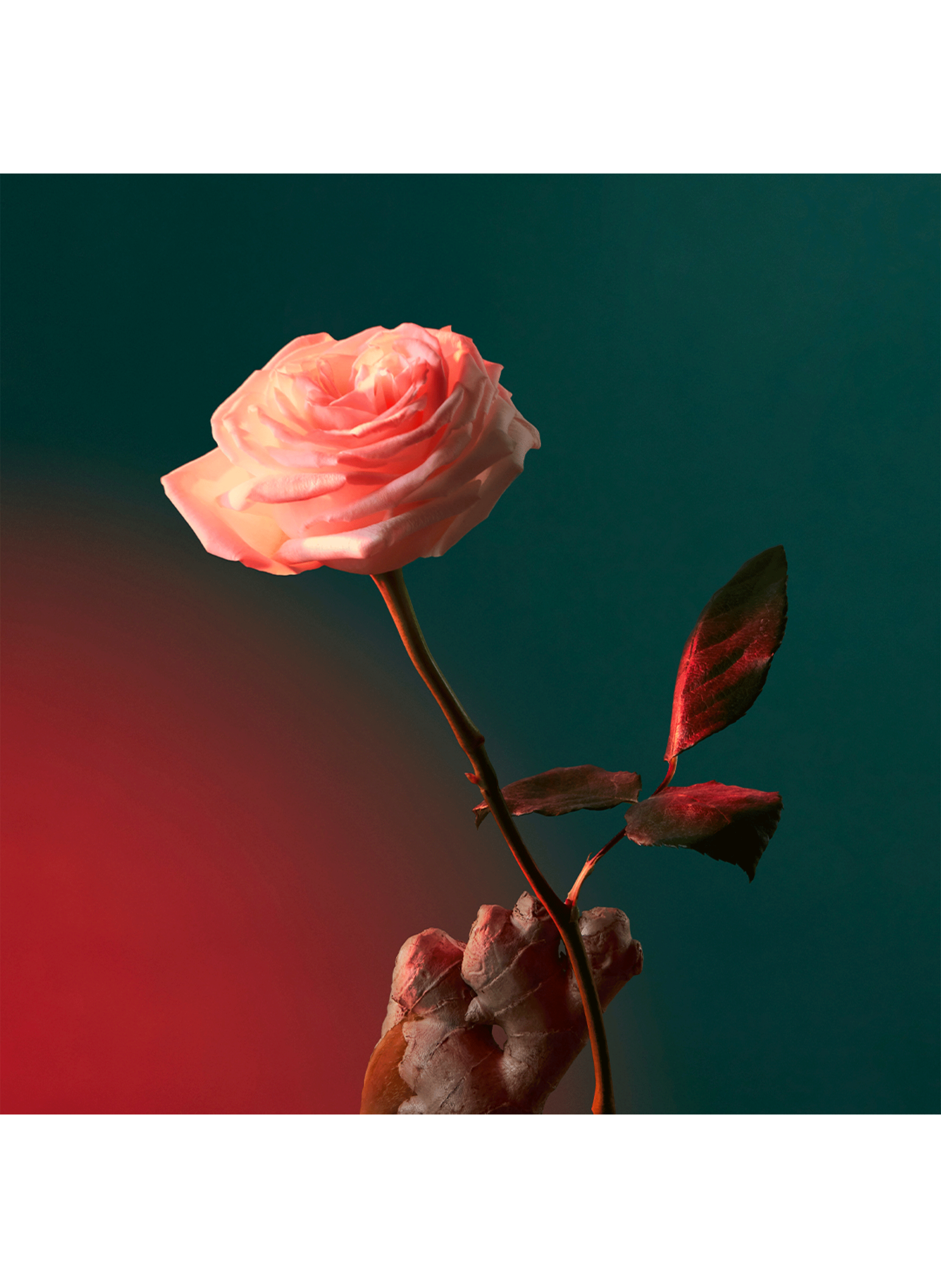 Eau de parfum - Liquid Love PENHALIGON'S No color