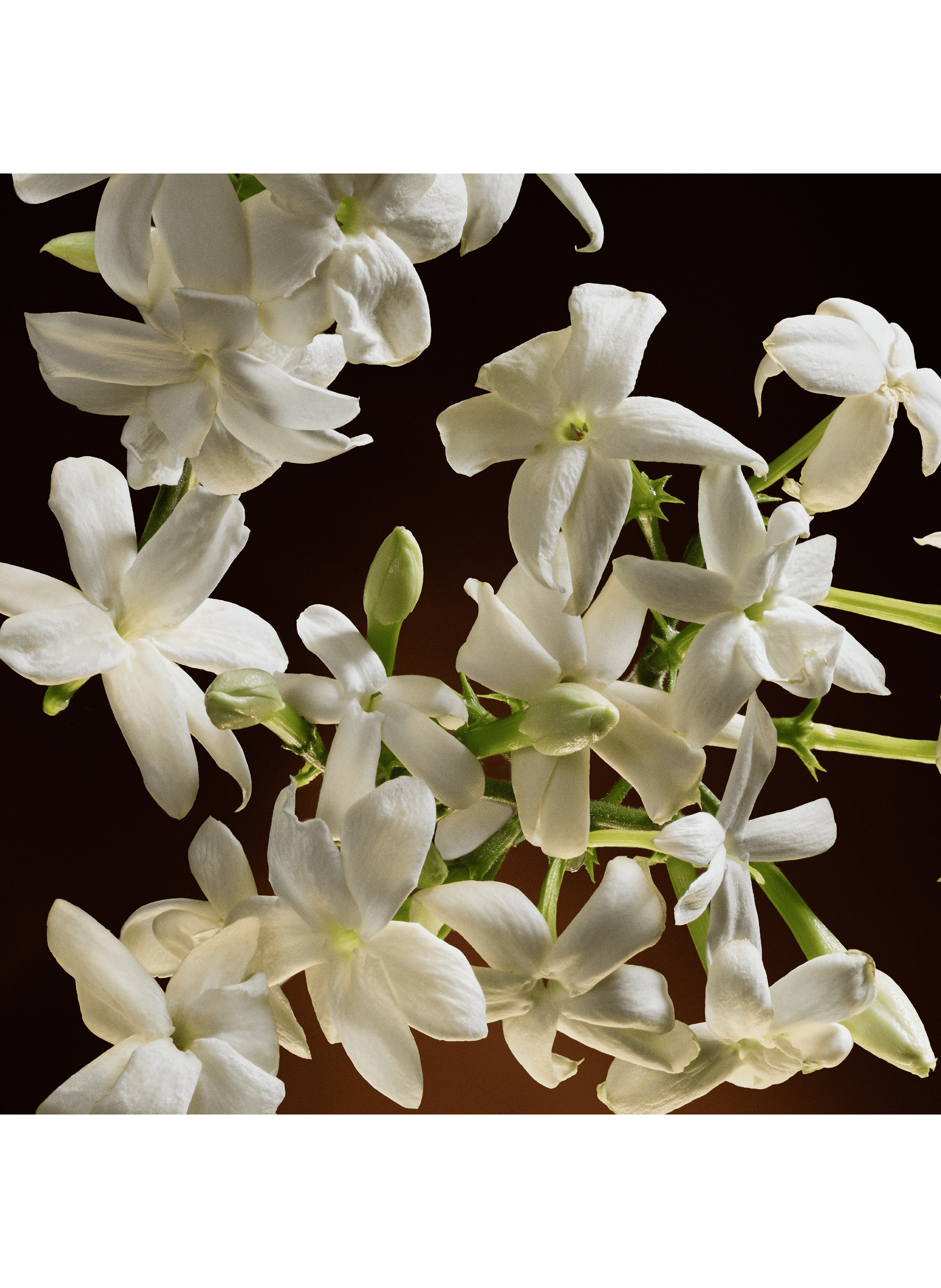 The One - Eau de Parfum Intense DOLCE & GABBANA No color