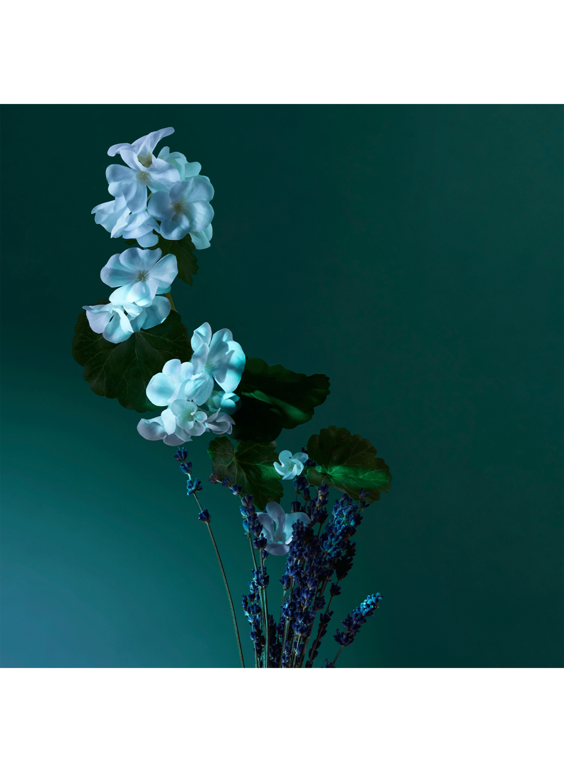 Eau de parfum - A Balm of Calm PENHALIGON'S No color