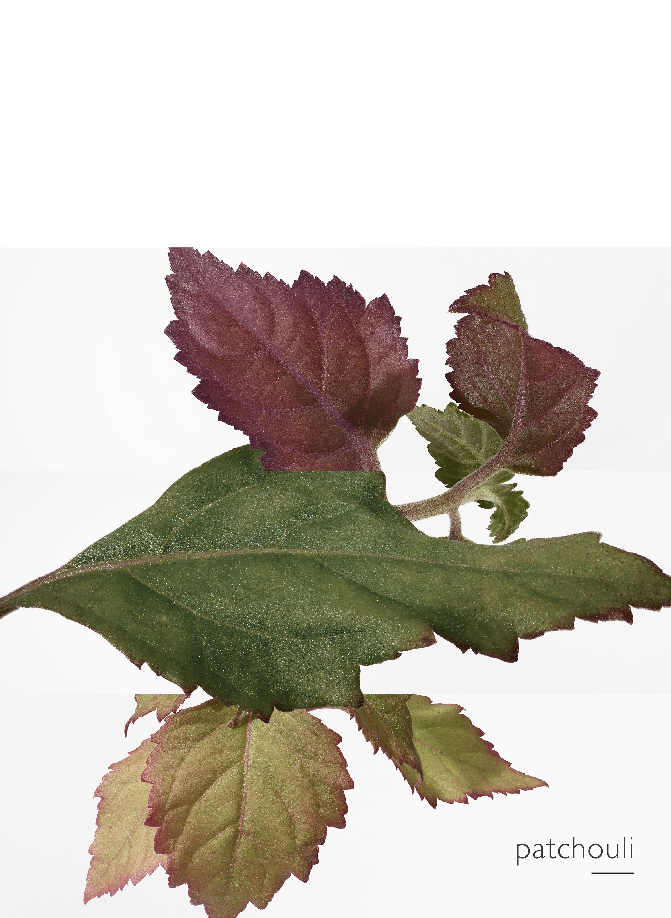 L&#039;Ambre des Merveilles, Eau de parfum HERMÈS No color